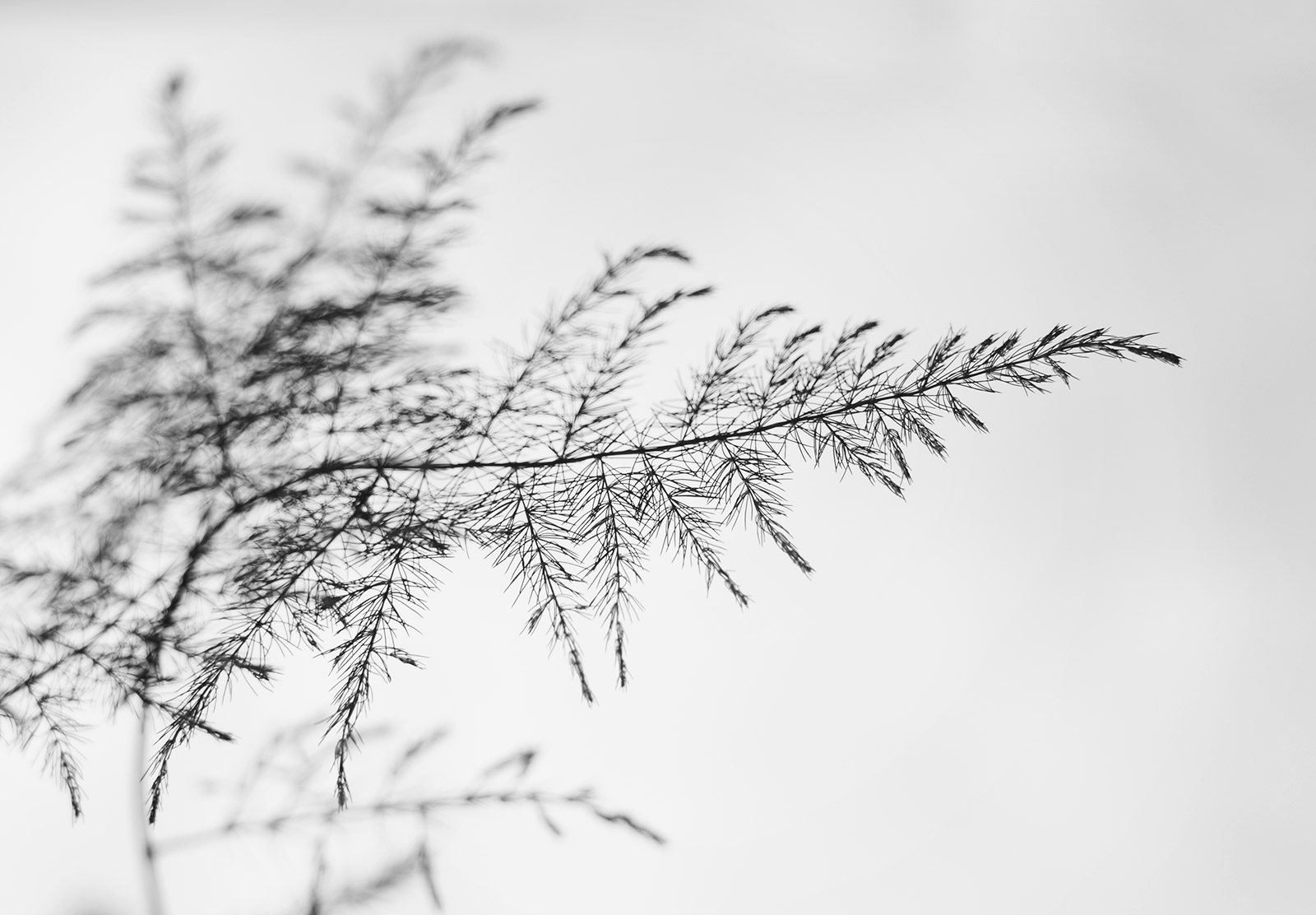 Fern silhouette