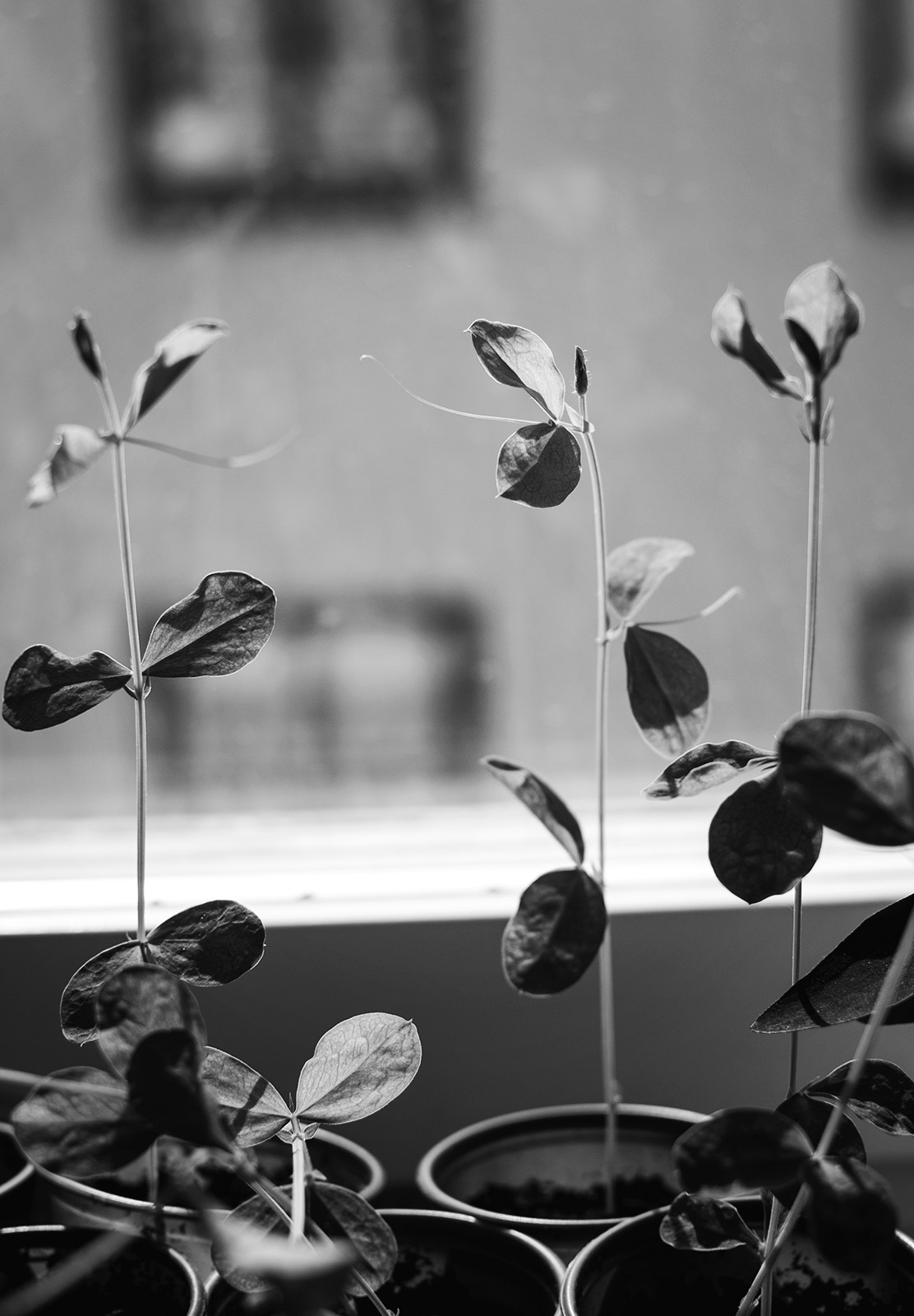 Sweet pea leaves
