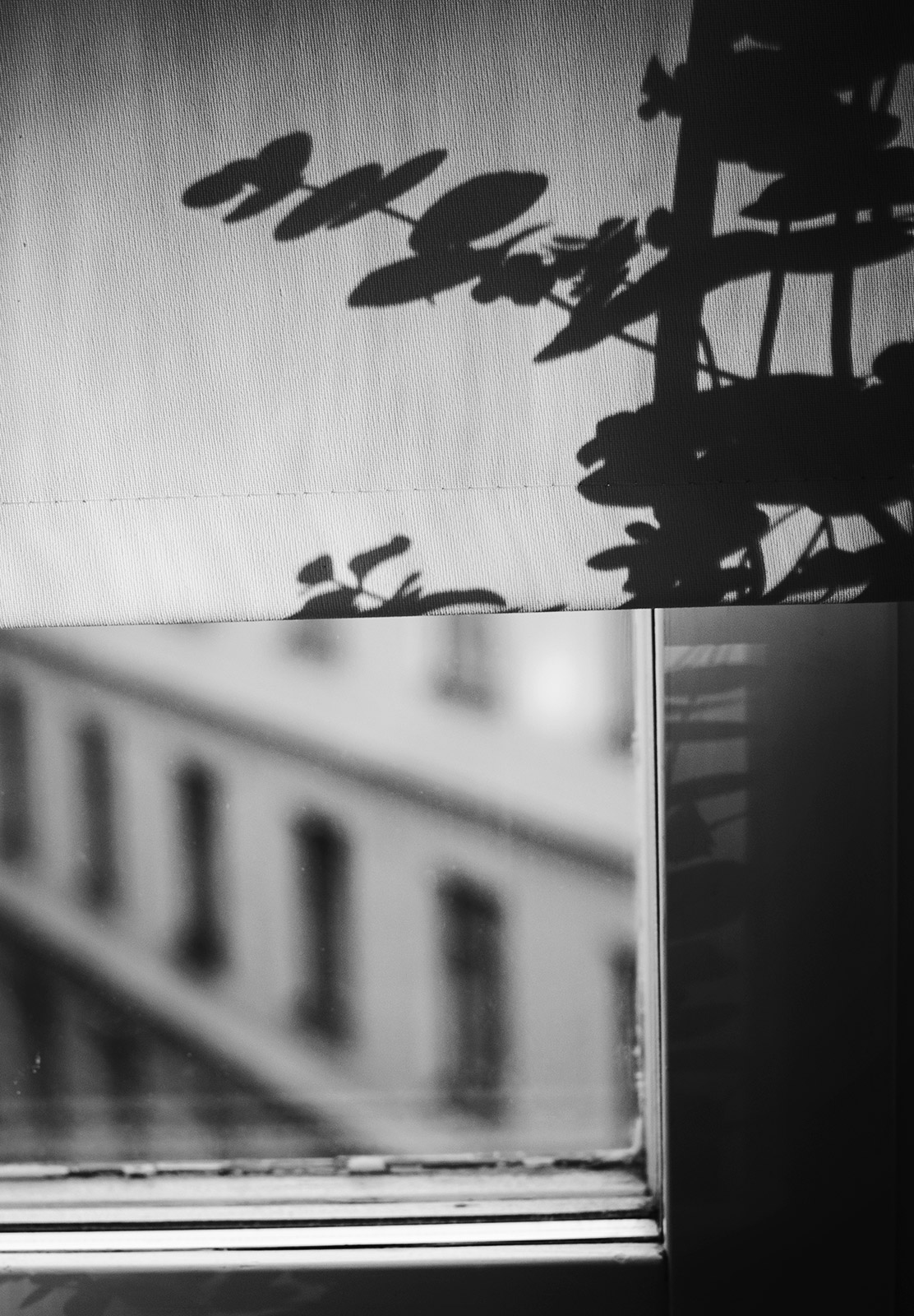 Eucalyptus silhouette