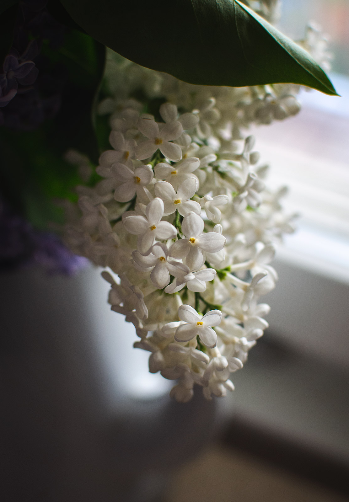 White lilac flowers