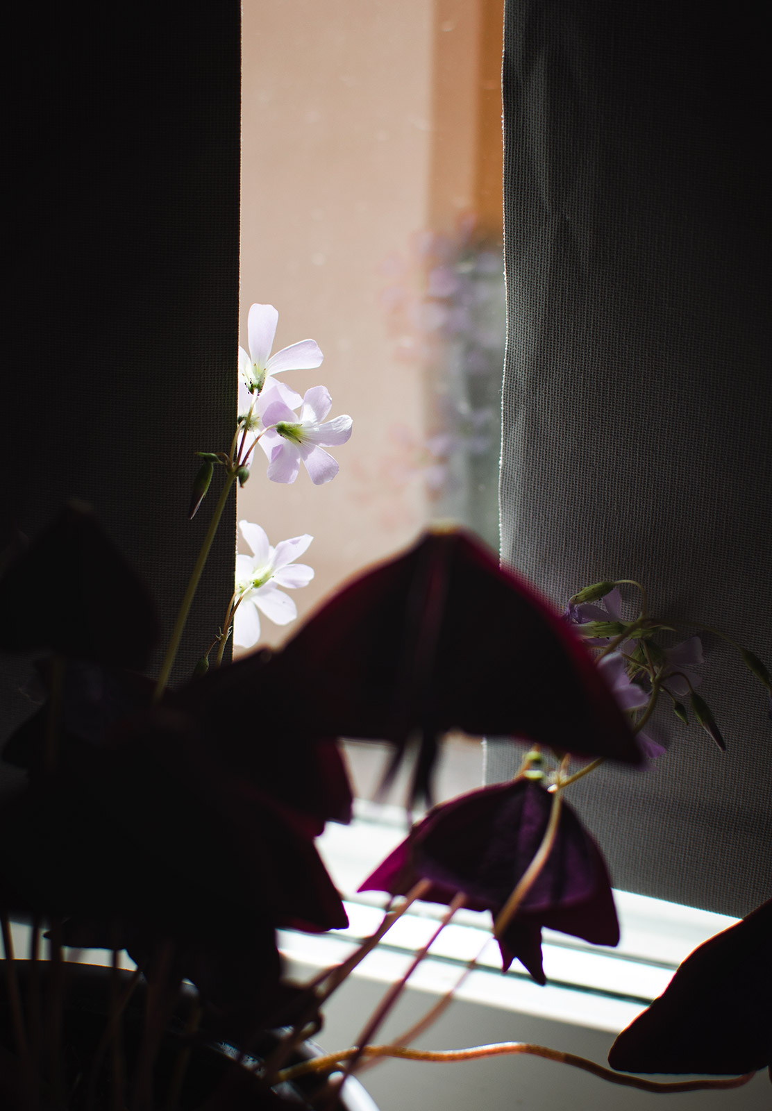 Purple leaves