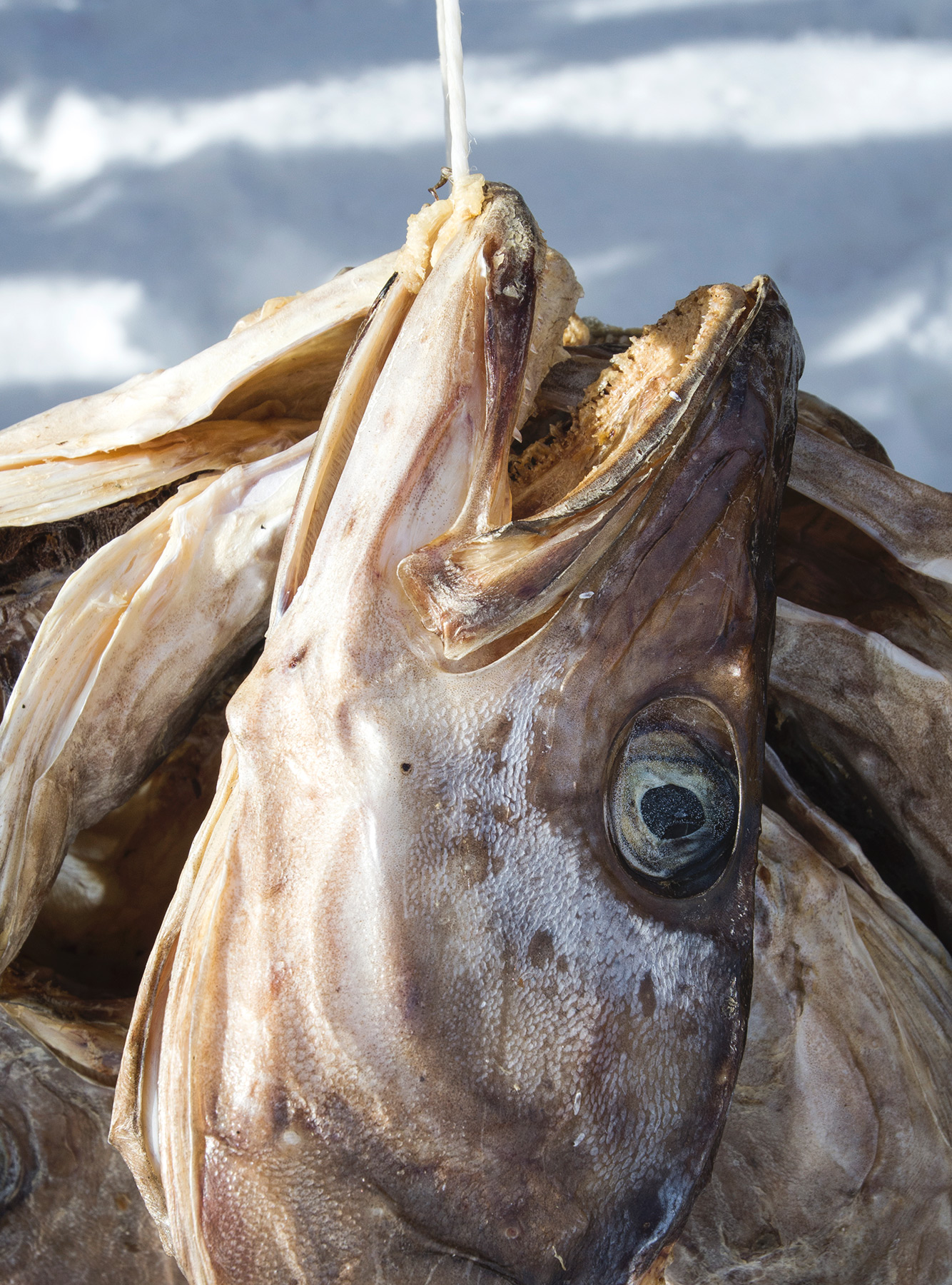 Close up cod head