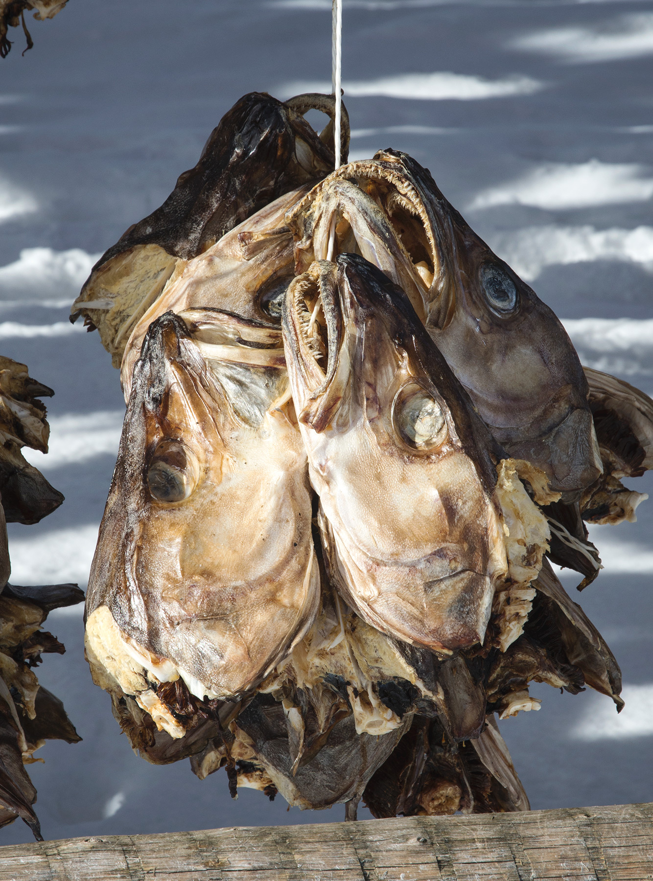 Fish heads on string