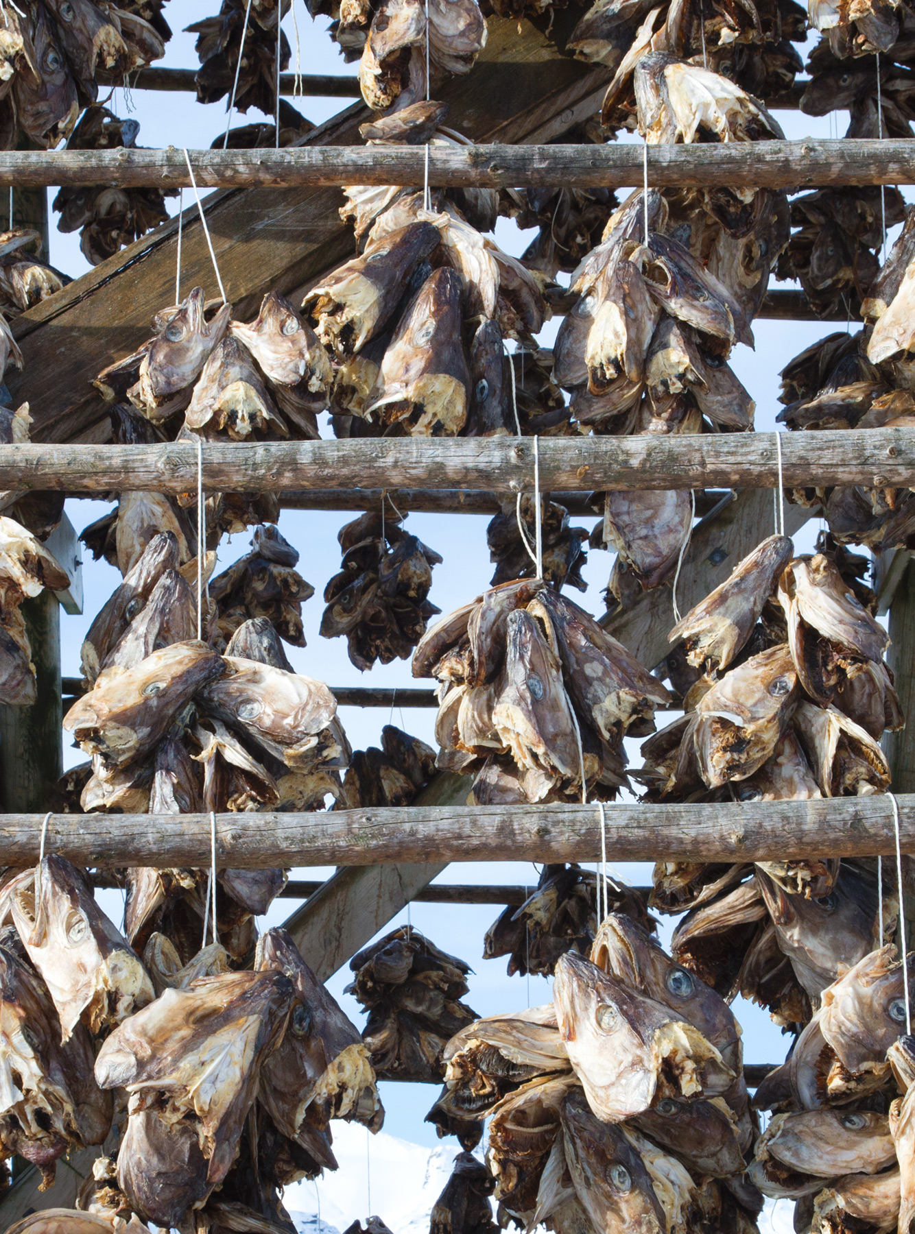 Fish heads on wooden frame