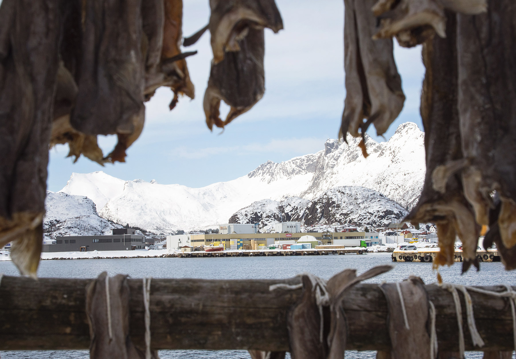 Fish with mountain background