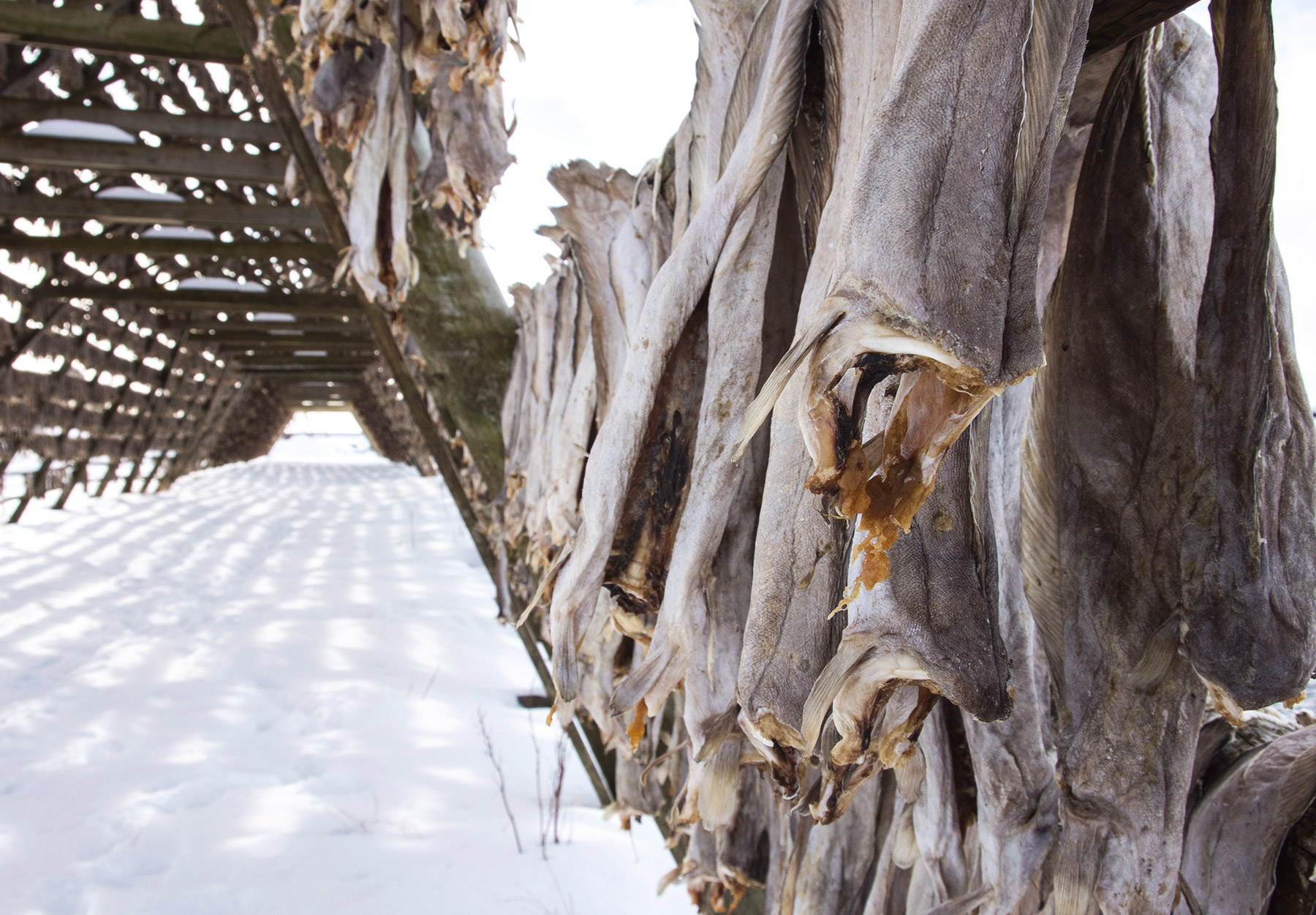 Closeup of stockfish