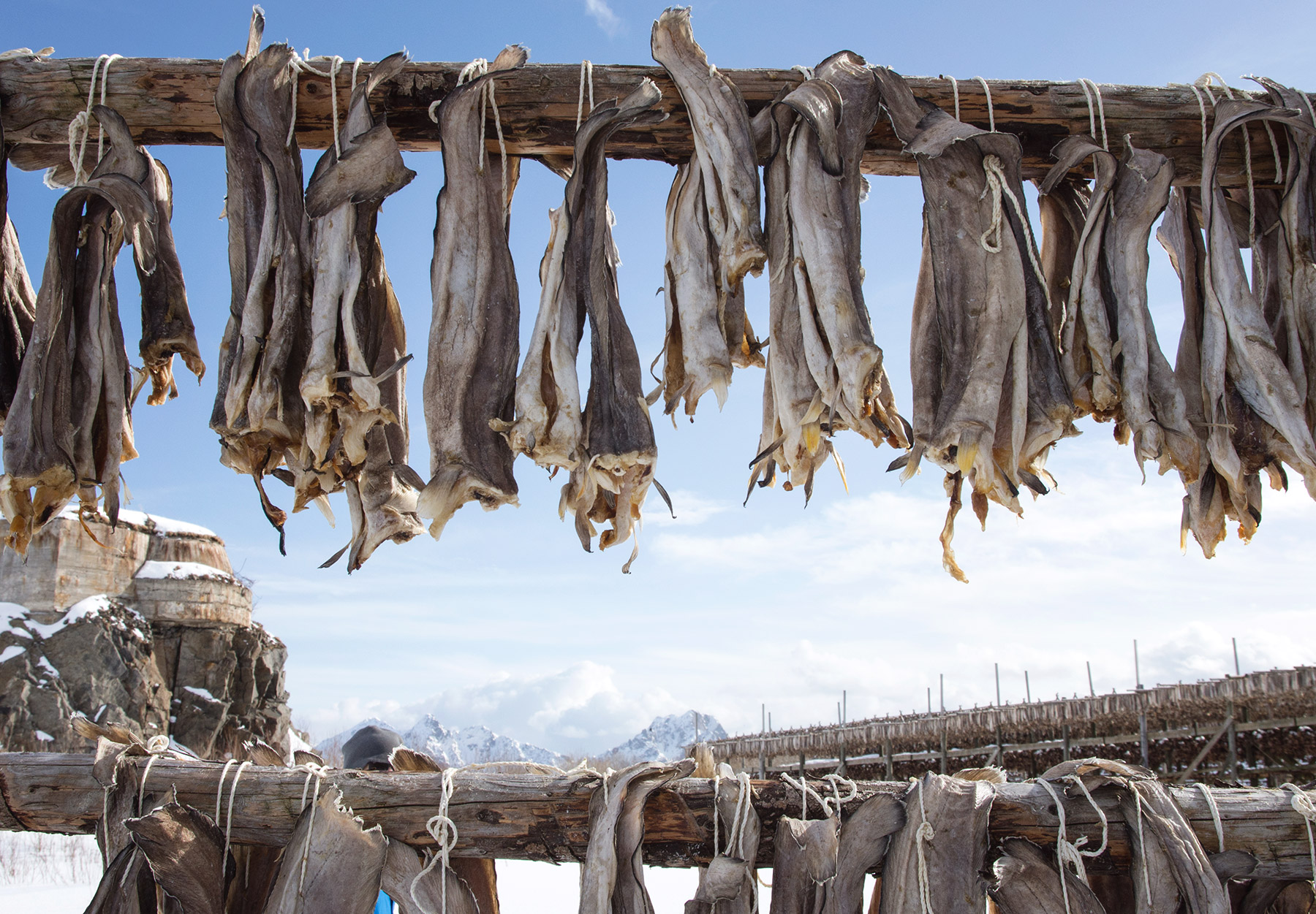 Cod tied to wooden frame