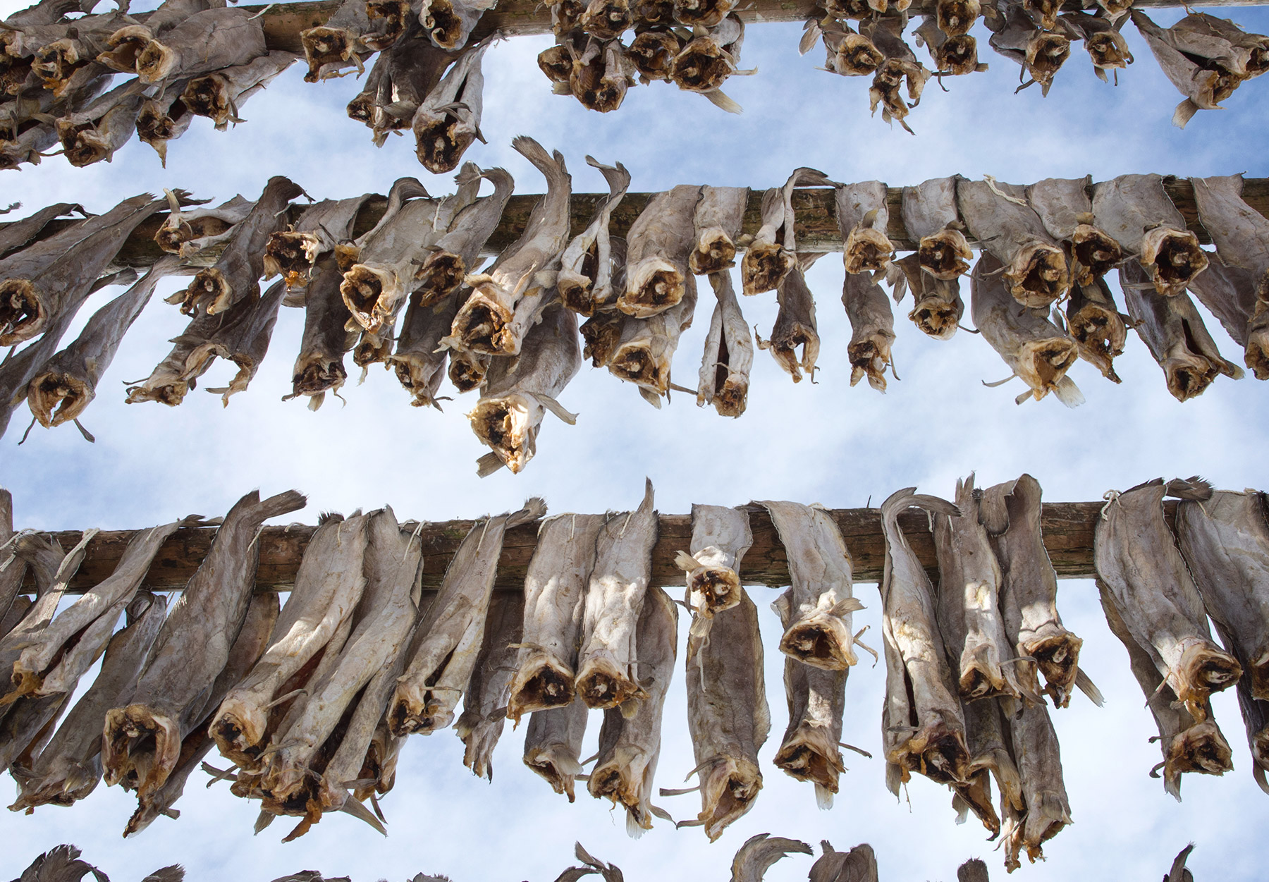 Looking up at hanging cod