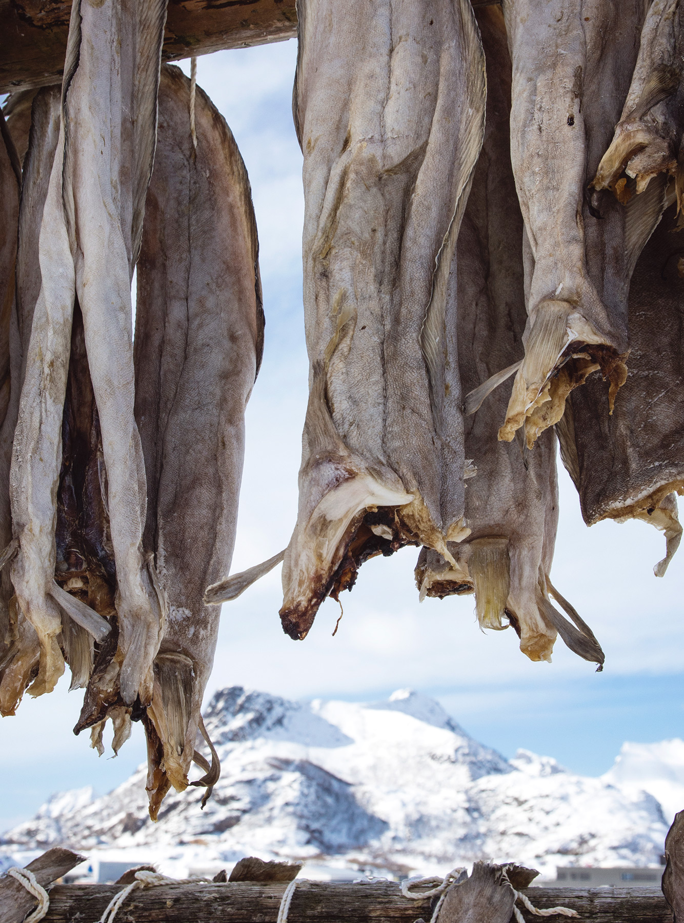 Fish with mountain background