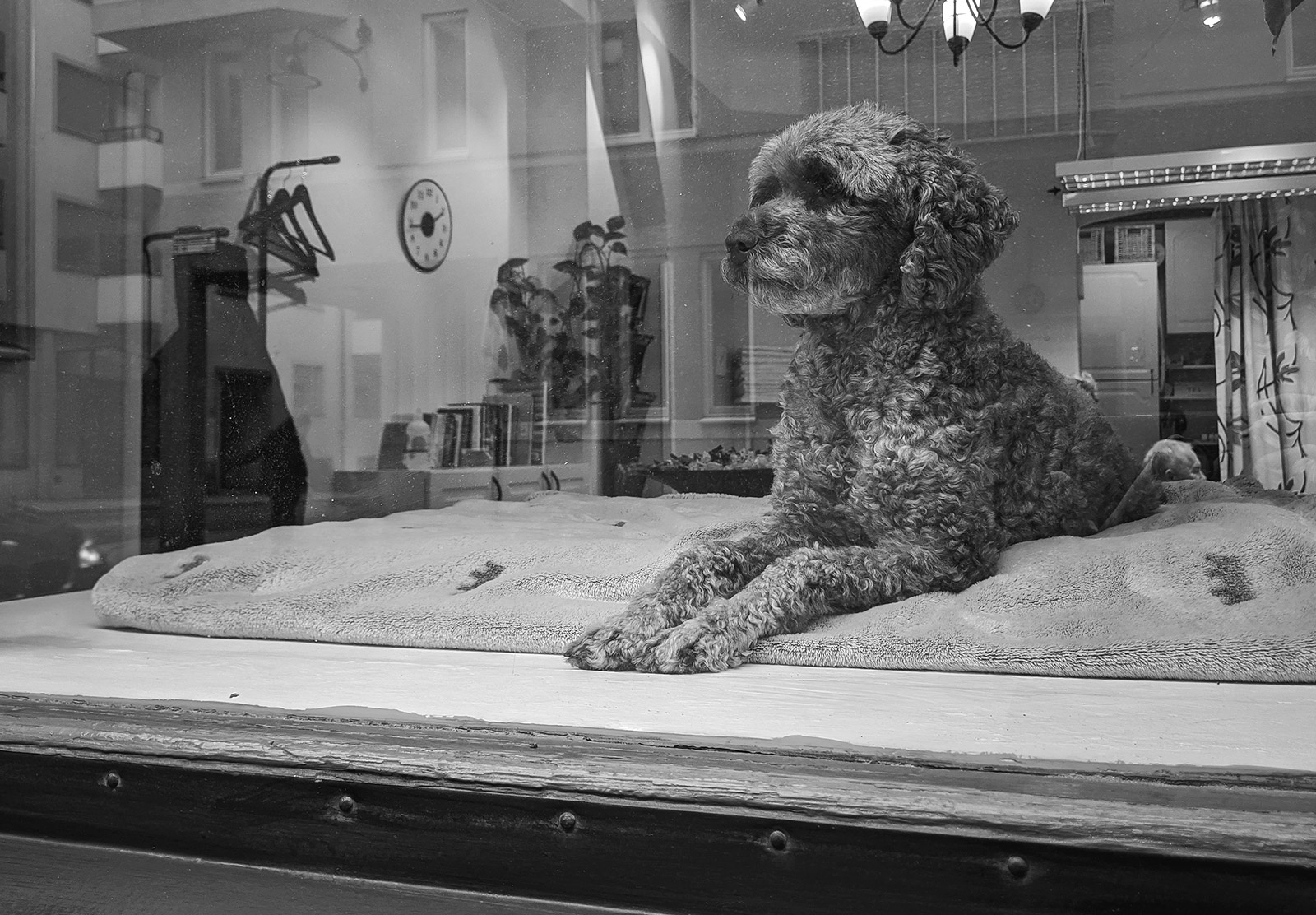 Dog looking out of window