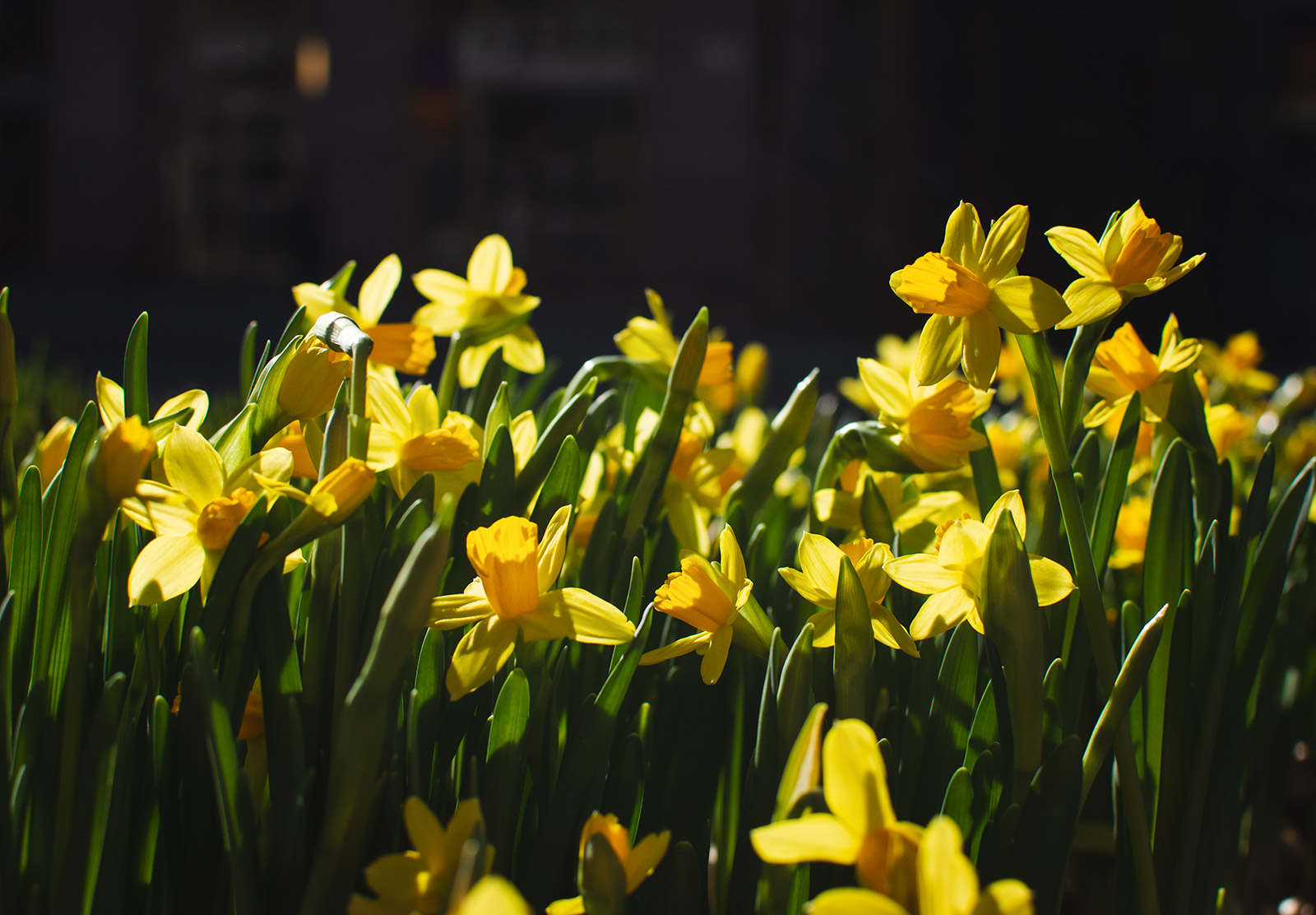 Yellow petals in the sun
