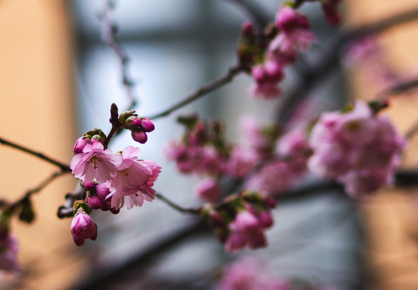 Pink blossom