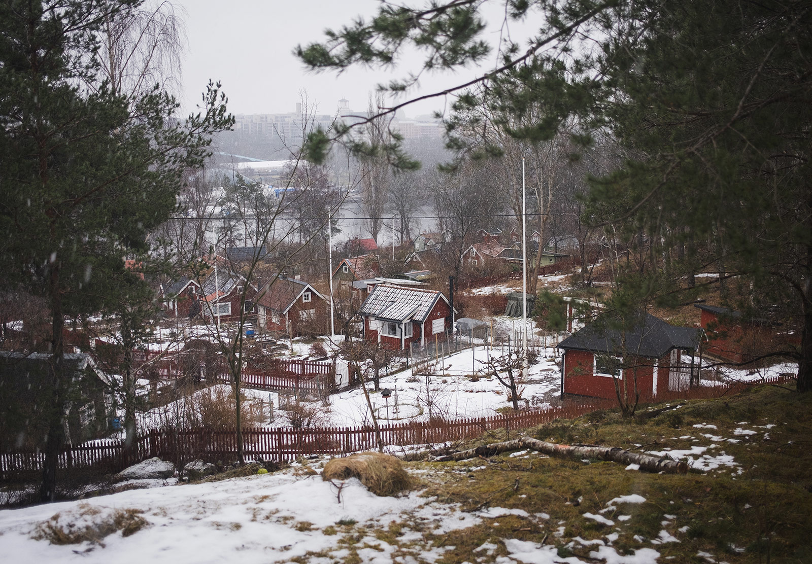 Allotments covered in snow