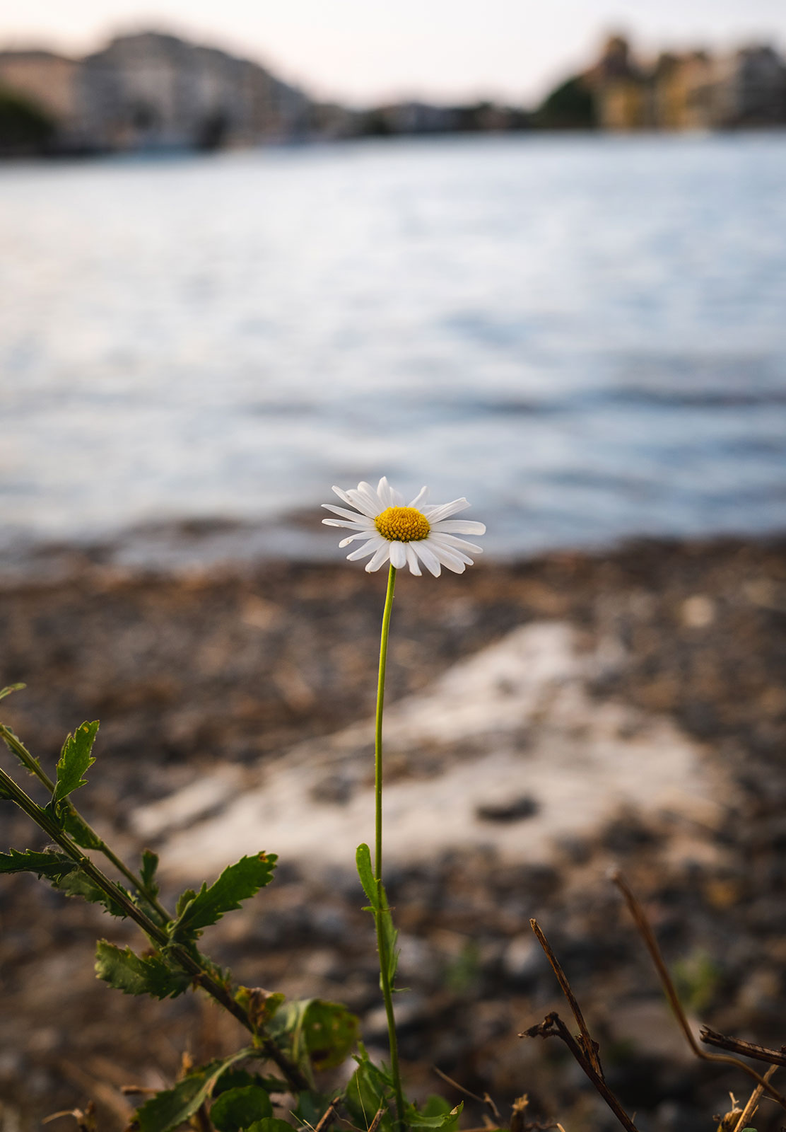 Single daisy