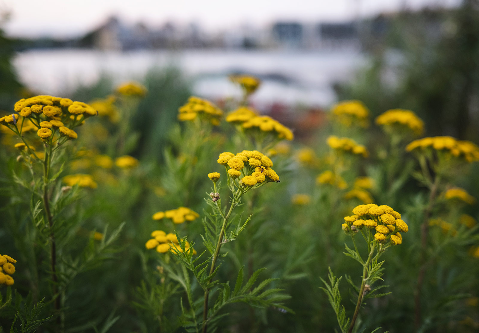Yellow flowers