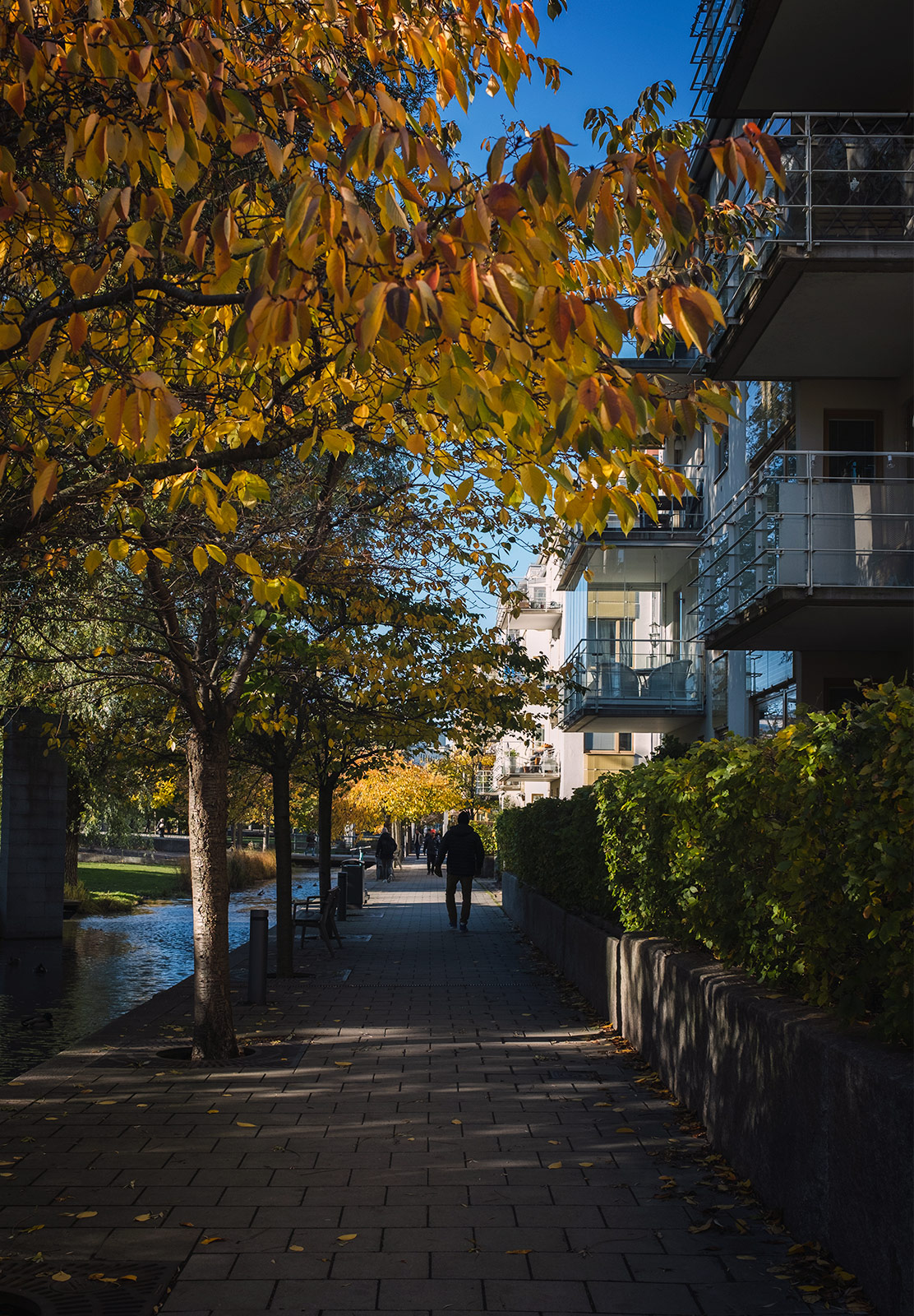 Orange leaves on trees
