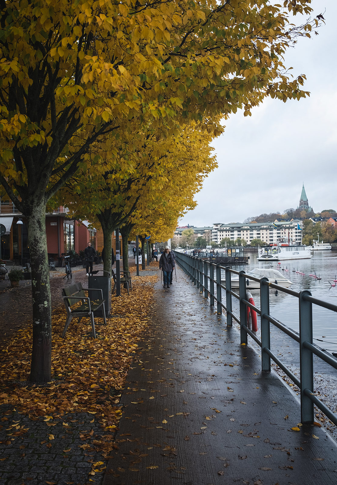 Yellow leaves on trees