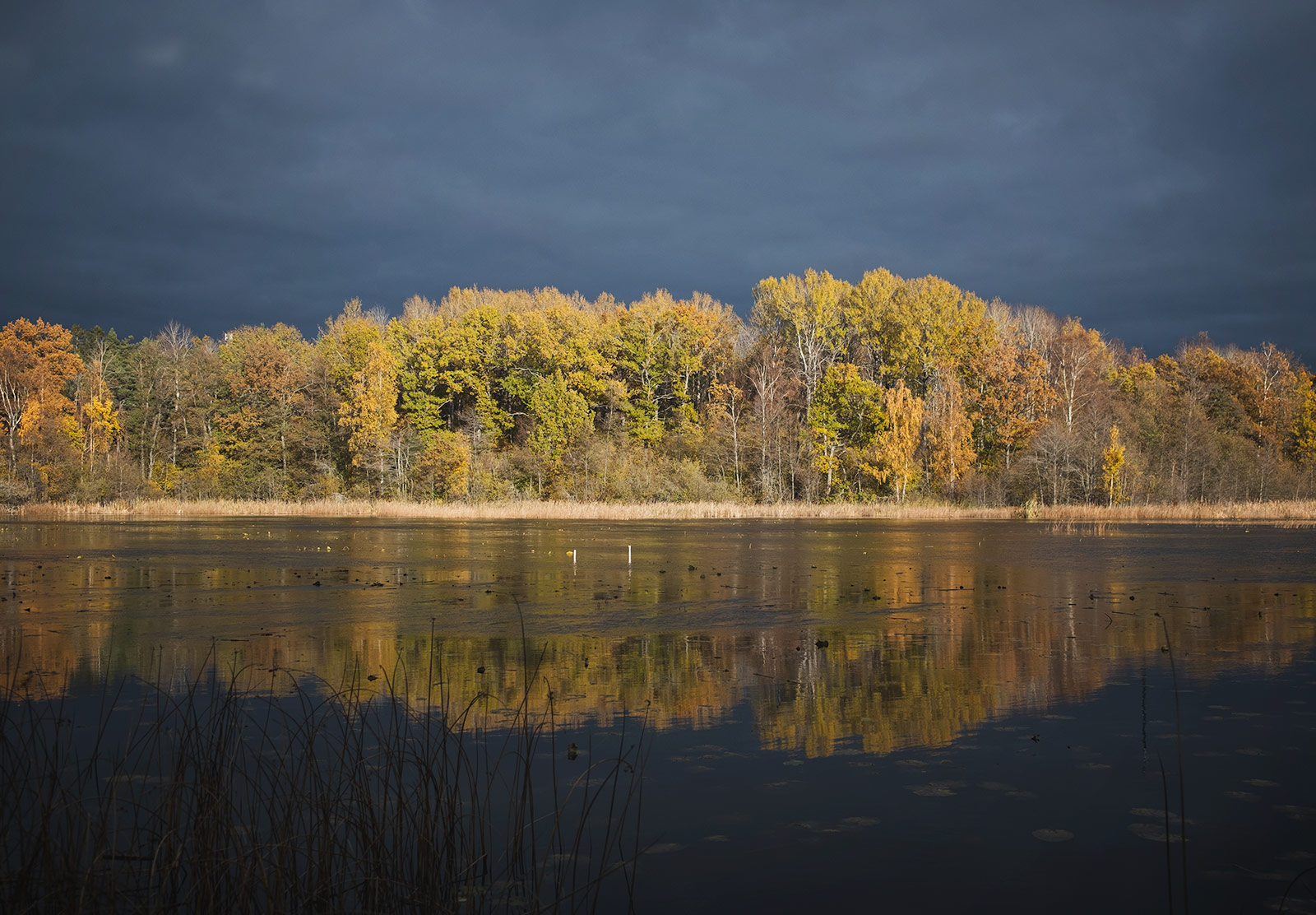 Sun shining on yellow leaves, with dark skies