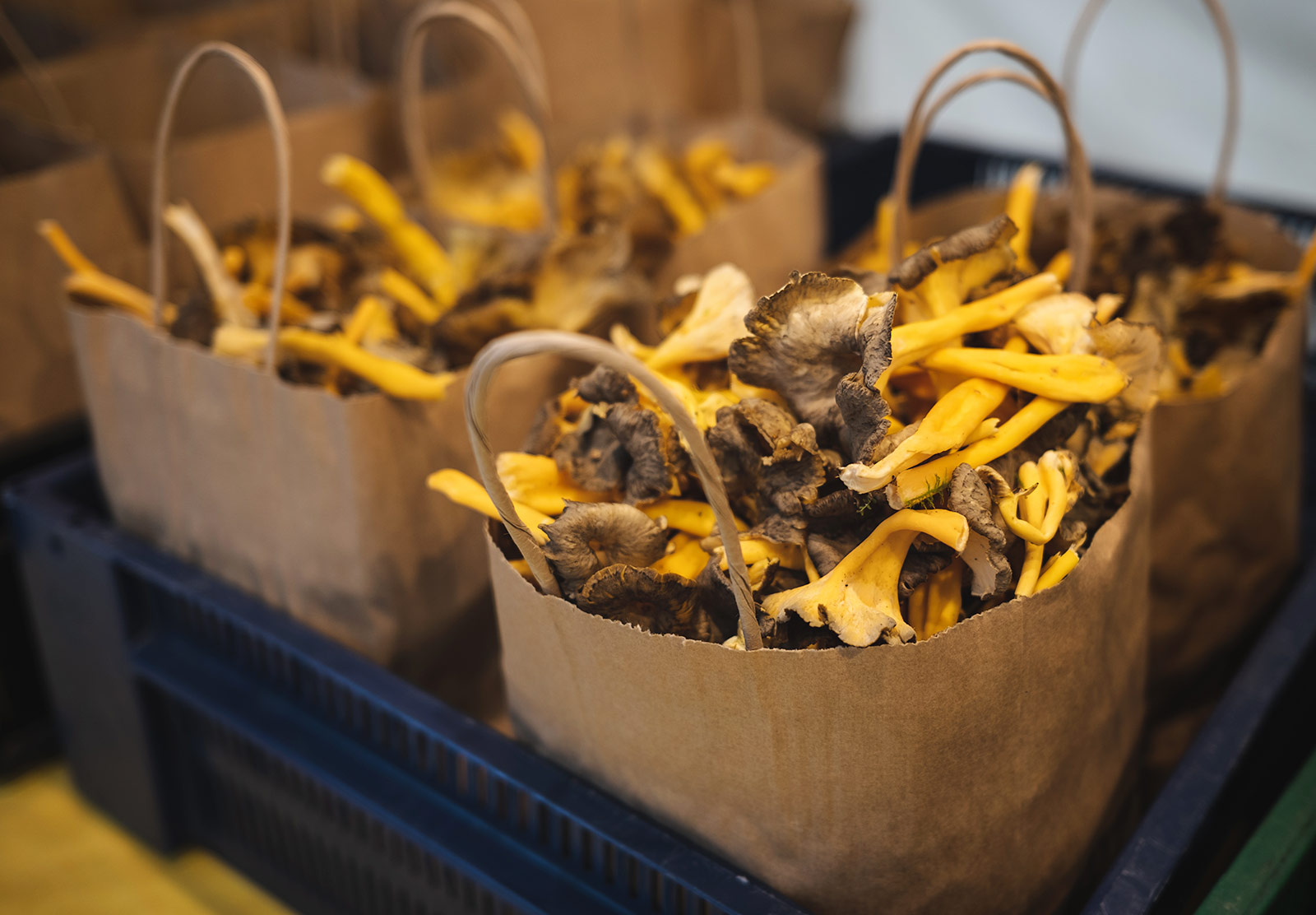 Mushrooms in paper bags