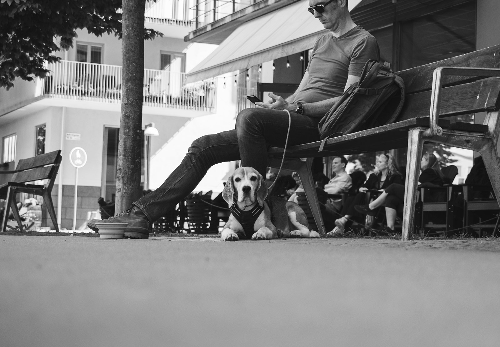 Dog sat under bench
