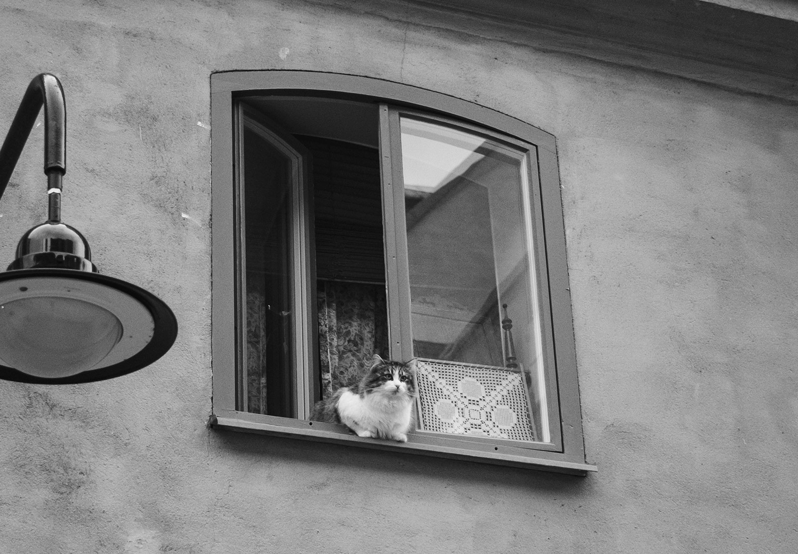 Cat hanging out of window