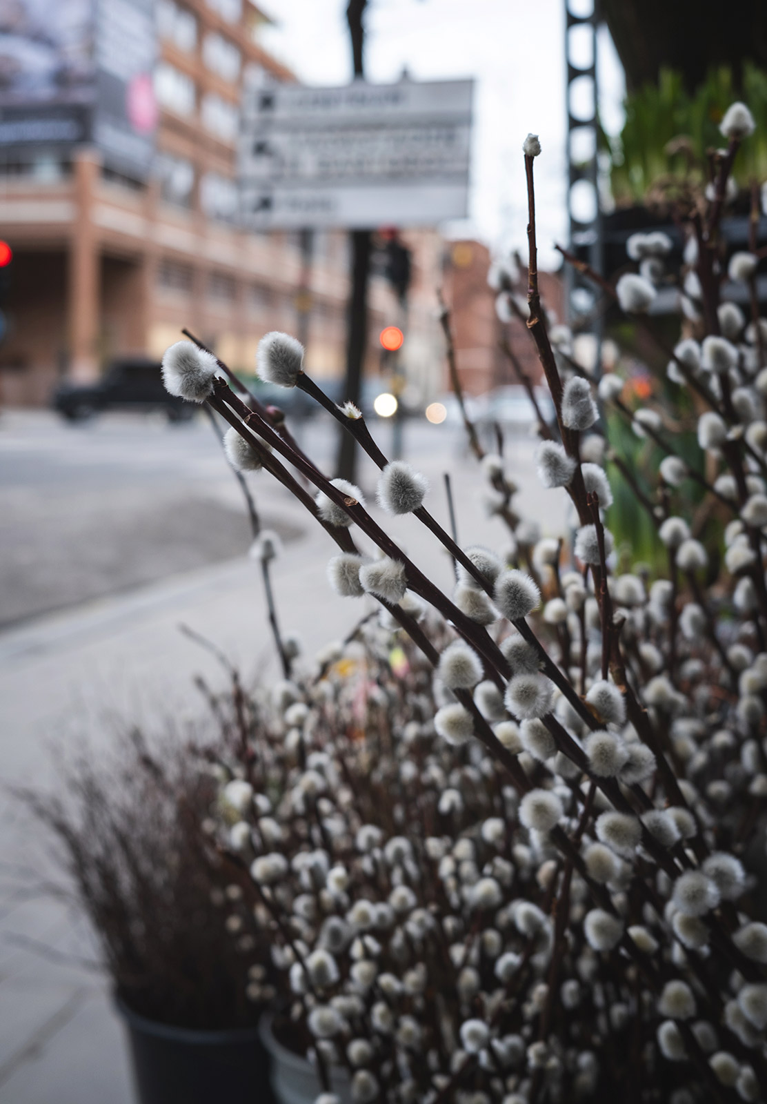 Catkin buds