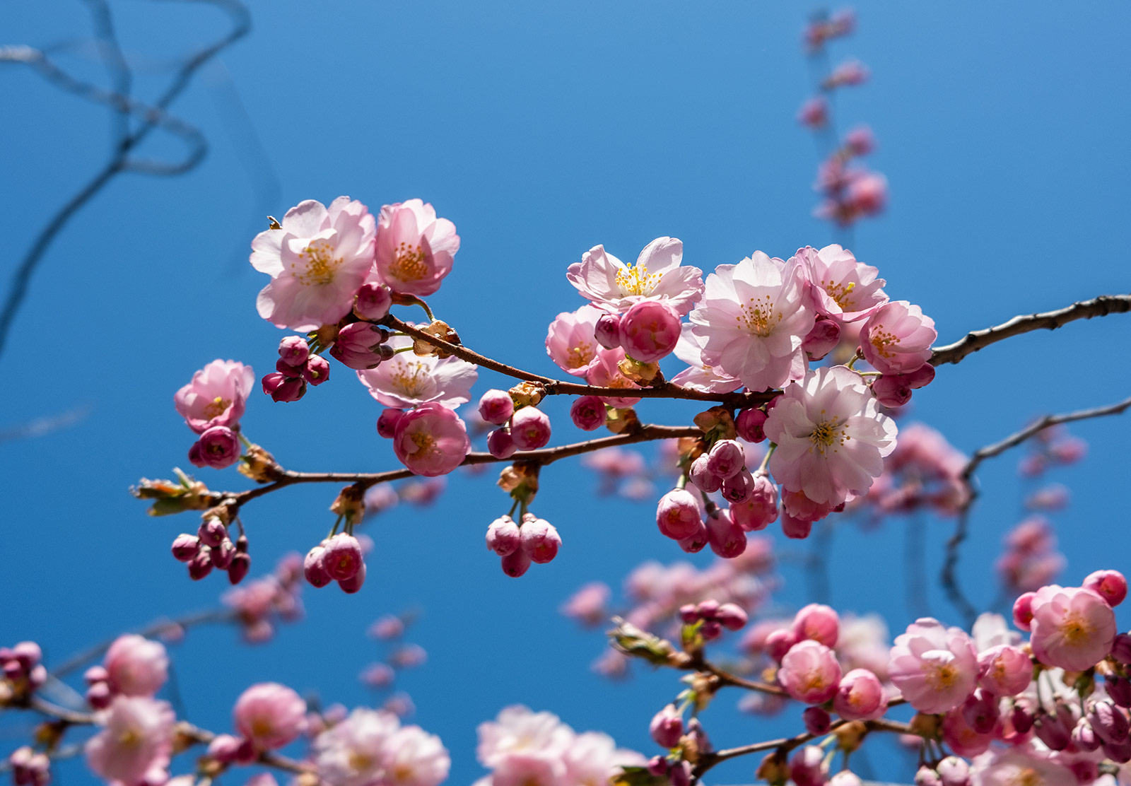 Pink flowers