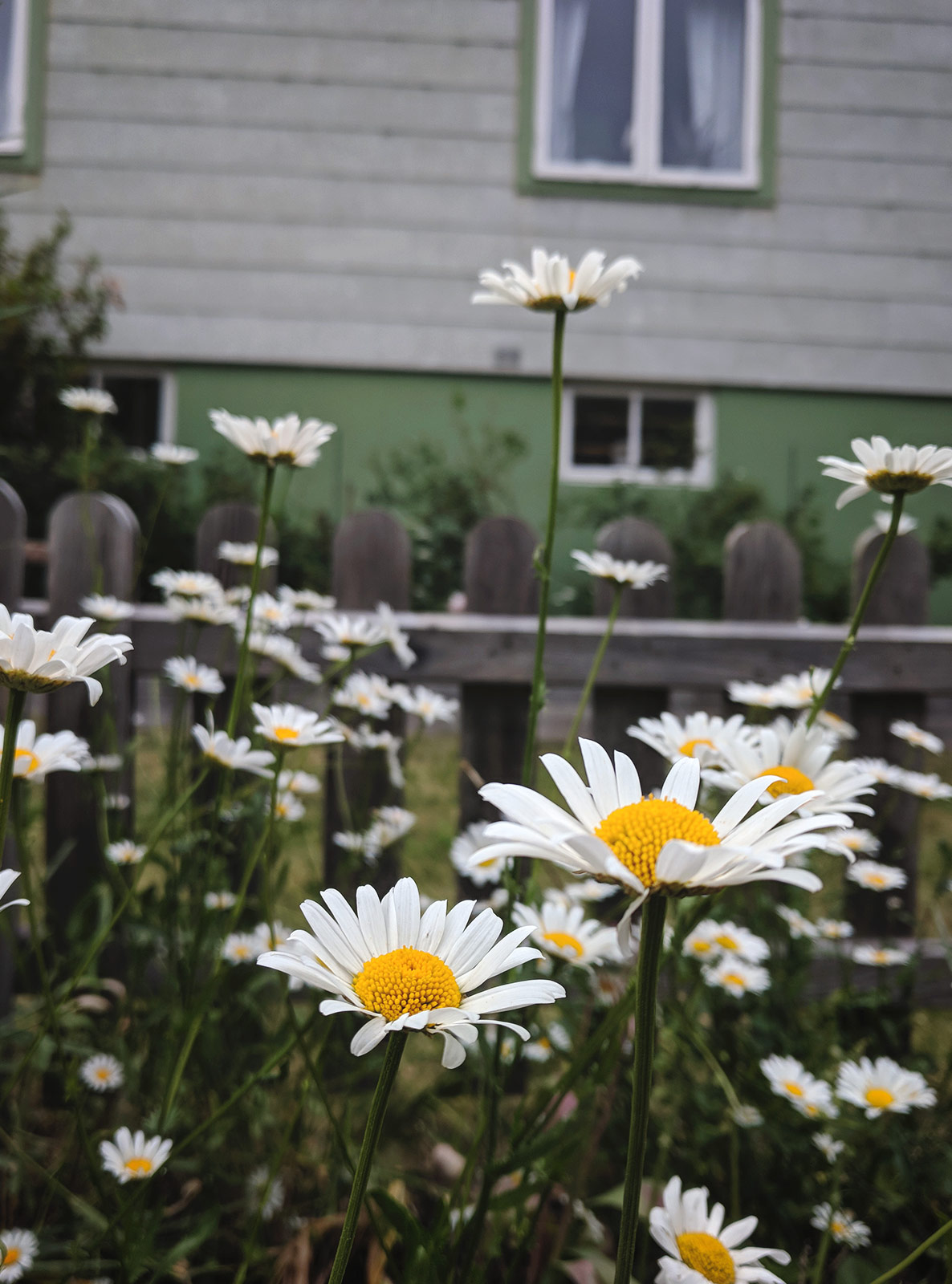Large daisies
