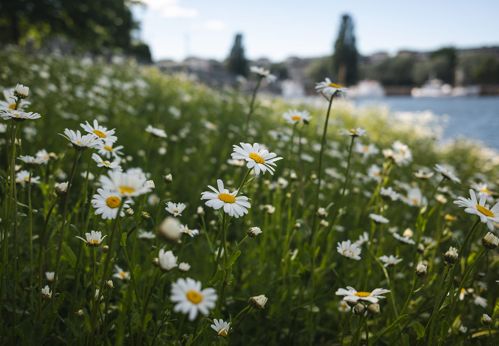 Cluster of daisies