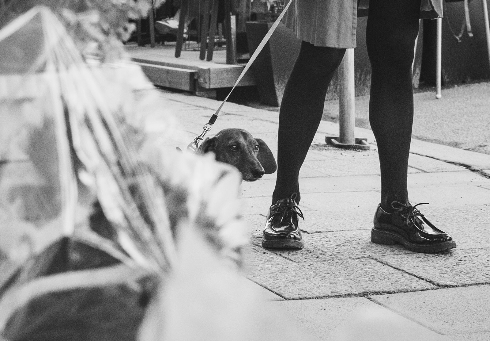 Peering sausage dog