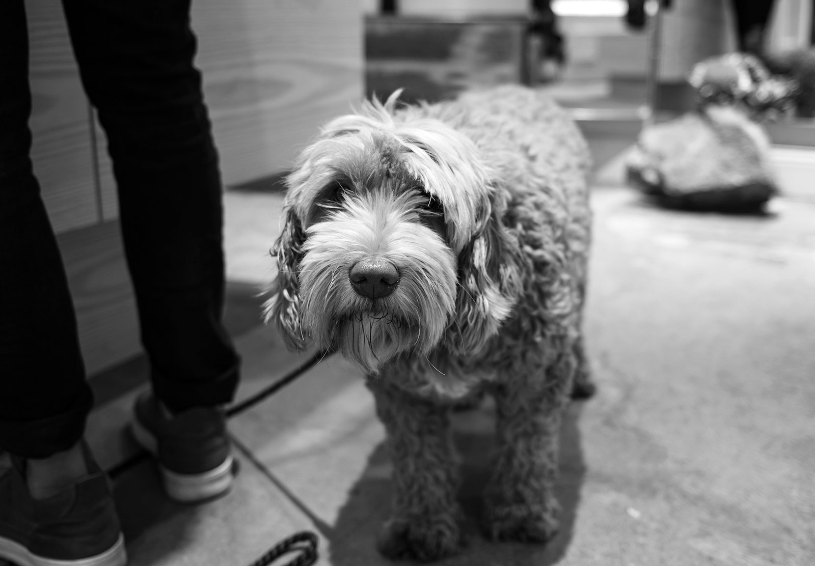 Fluffy dog looking at the camera