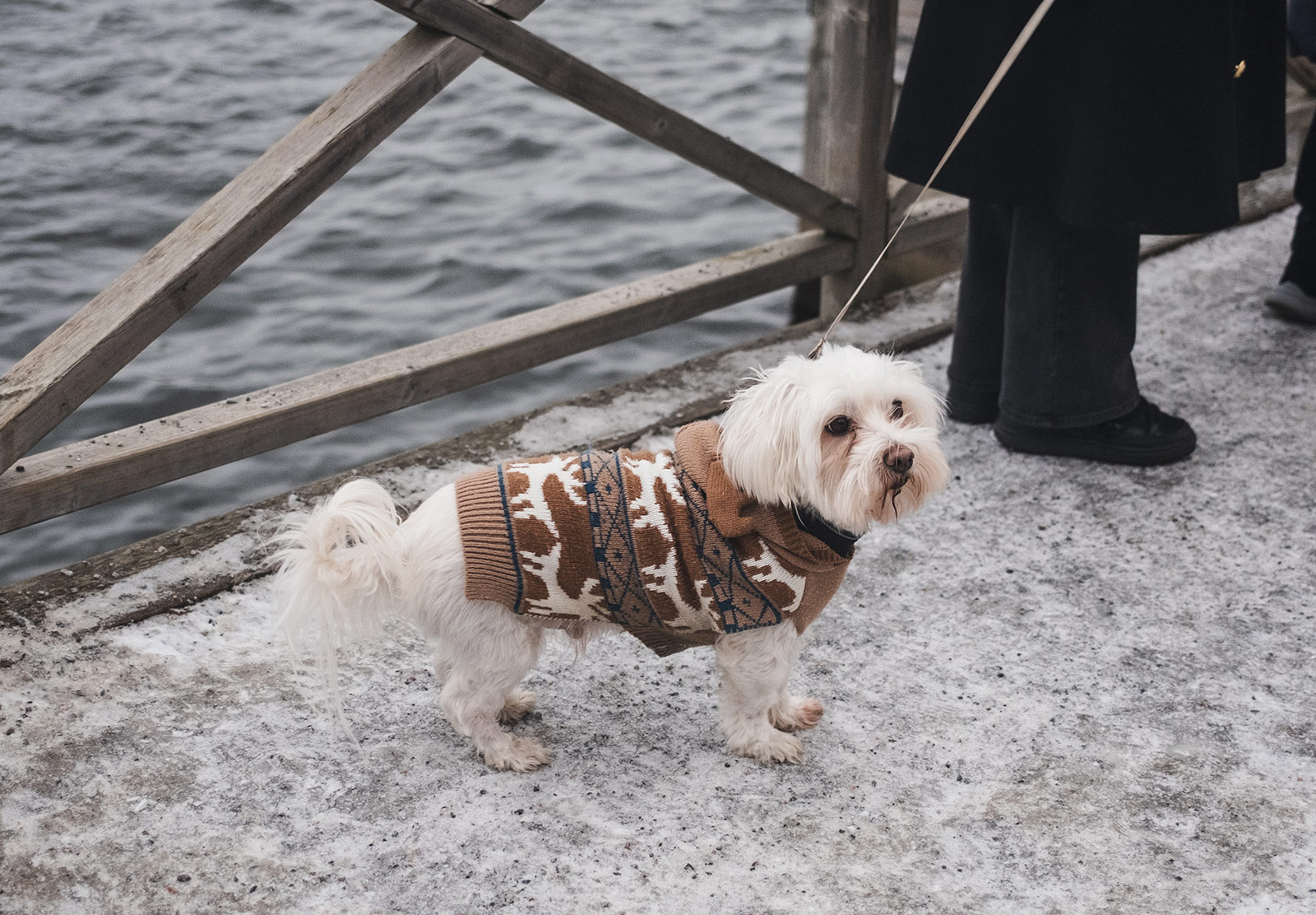 Dog wearing knitted coat