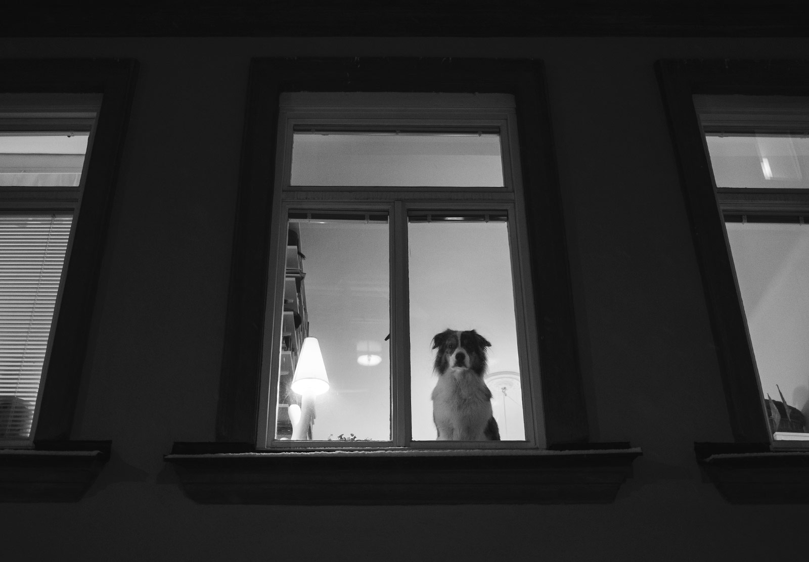 Dog looking out of window