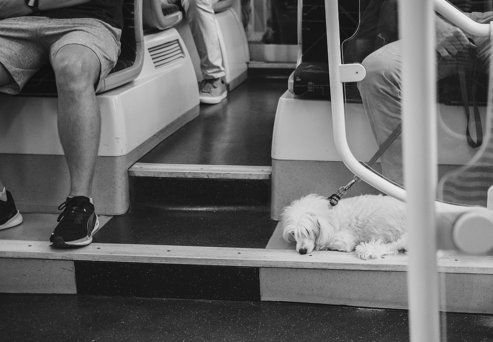 Dog steeping on tram step