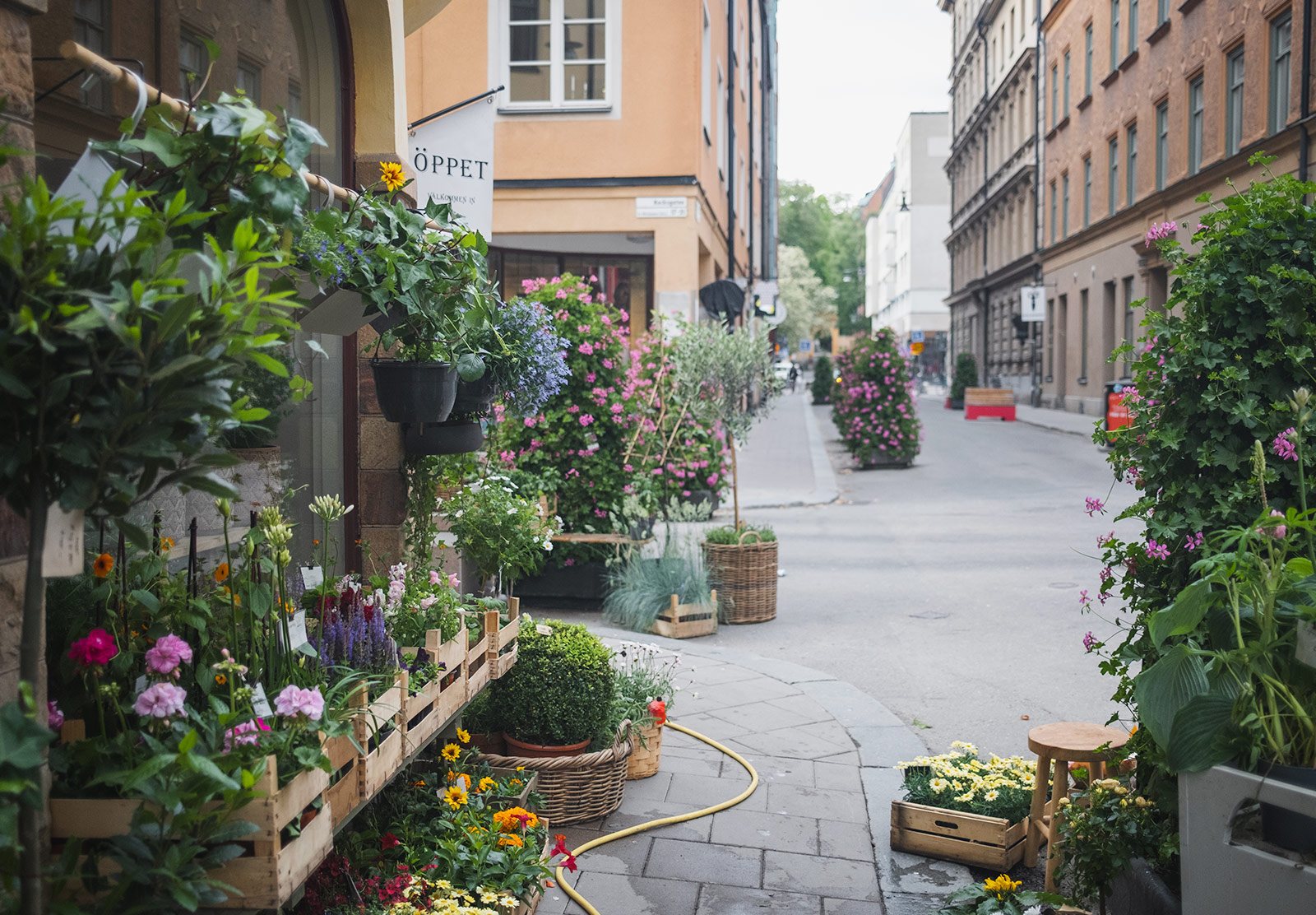 Flowers on pavement outside shop