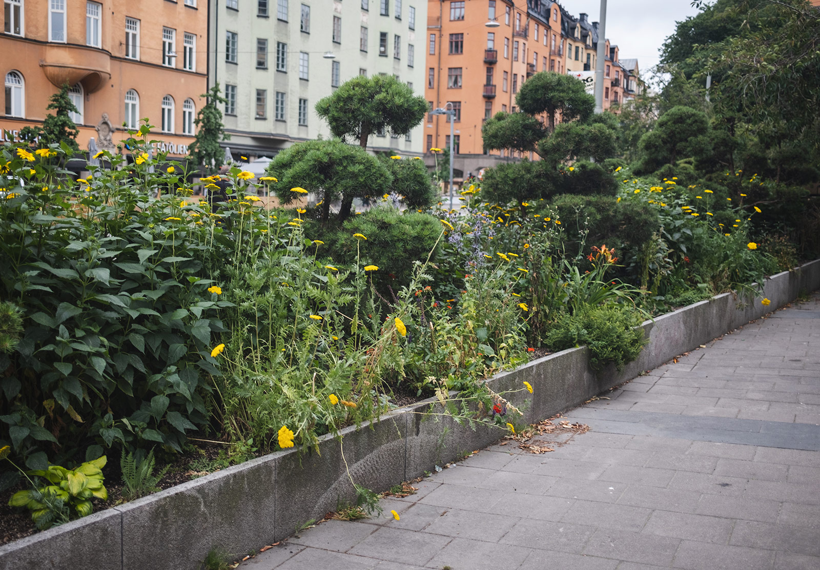 Flowerbed