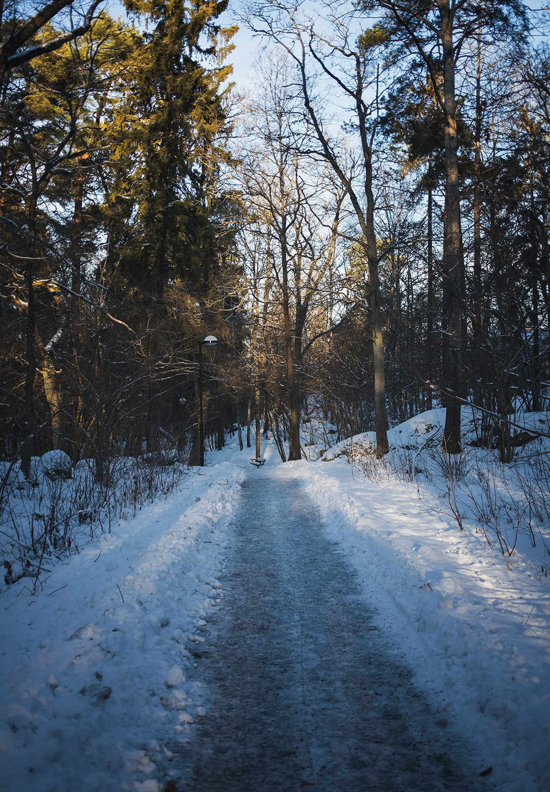 Tree lined snow path
