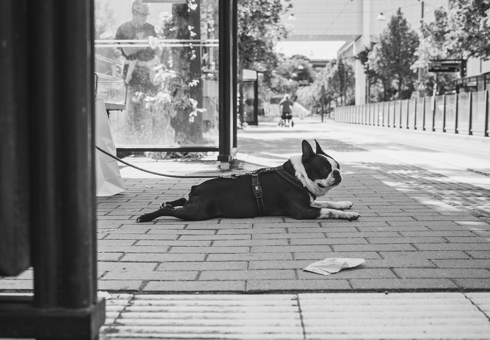 Dog laying on pavement