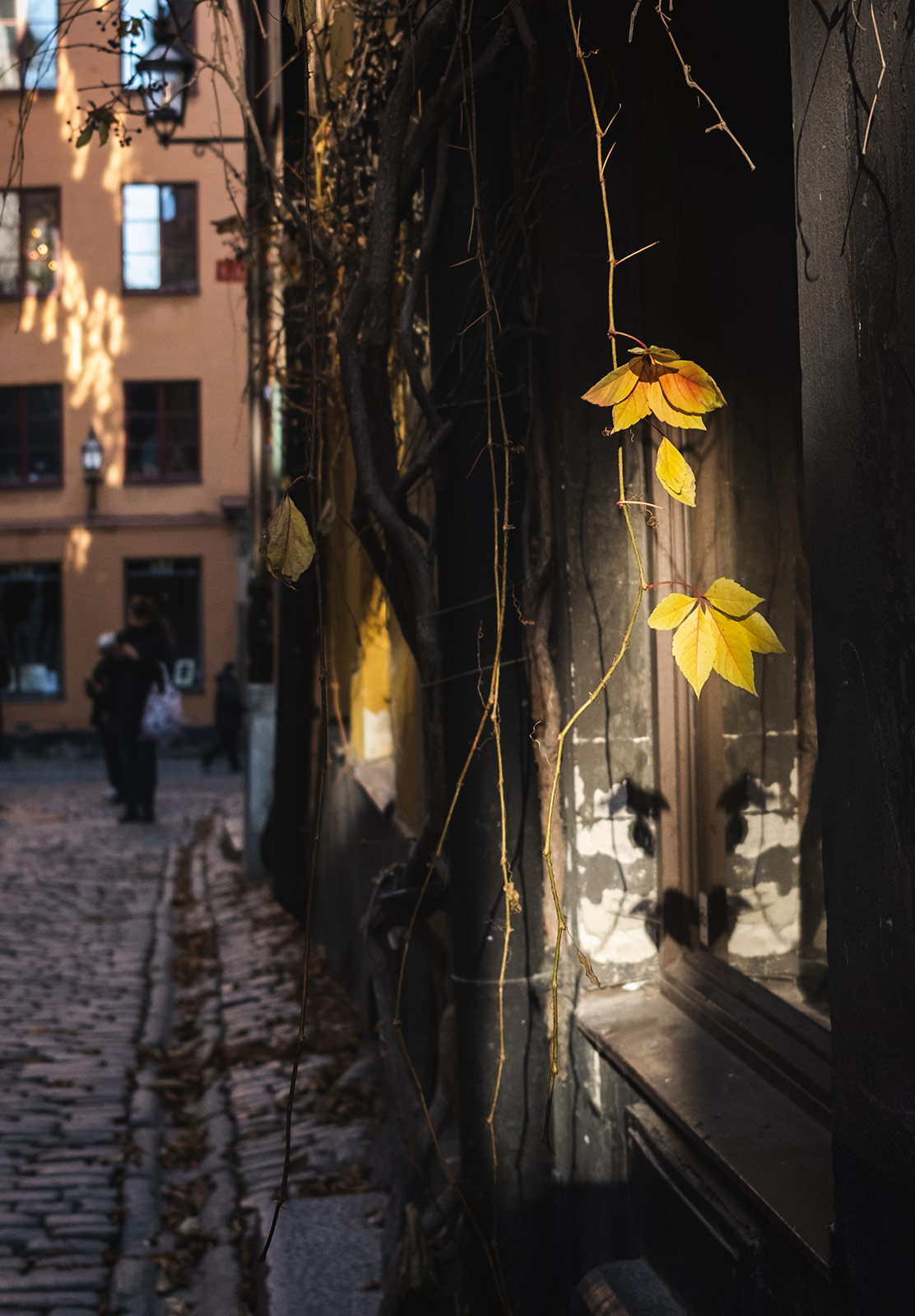 Yellow leaves in the sun