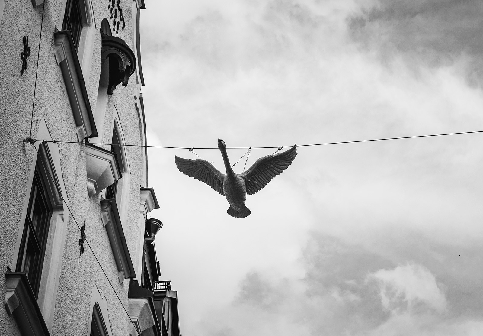 Goose in the sky