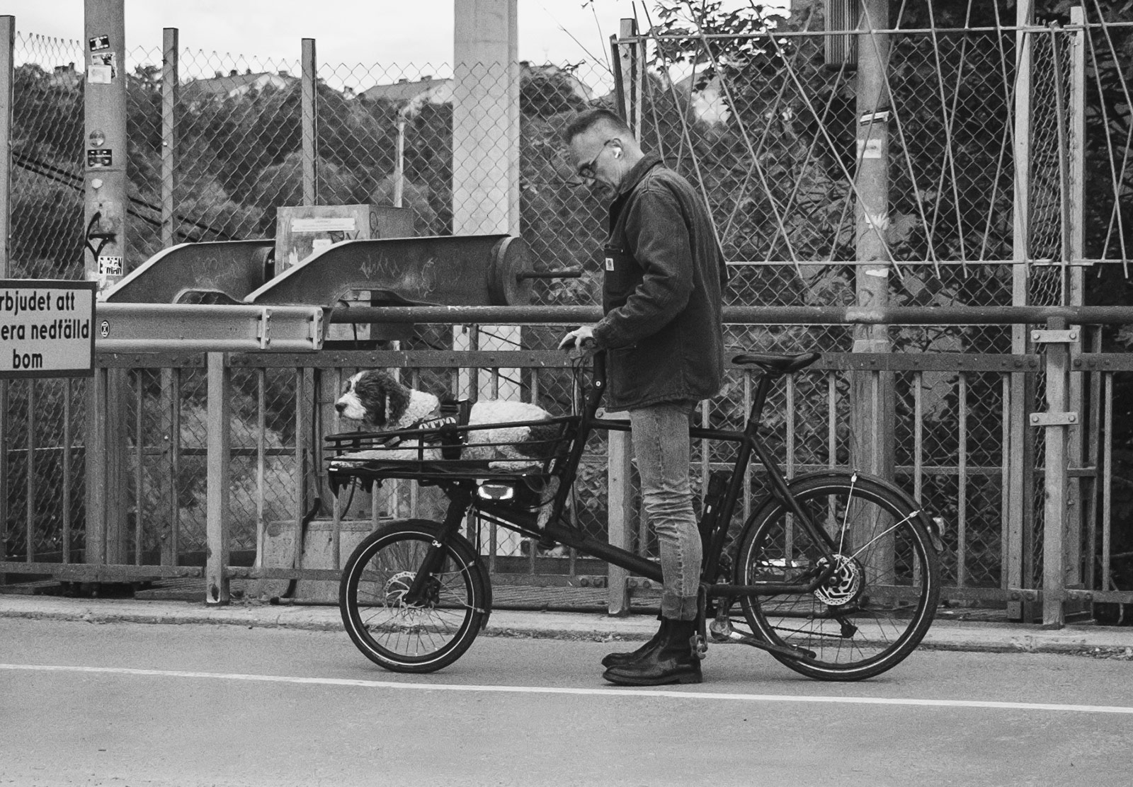 Dog sitting in bike basket