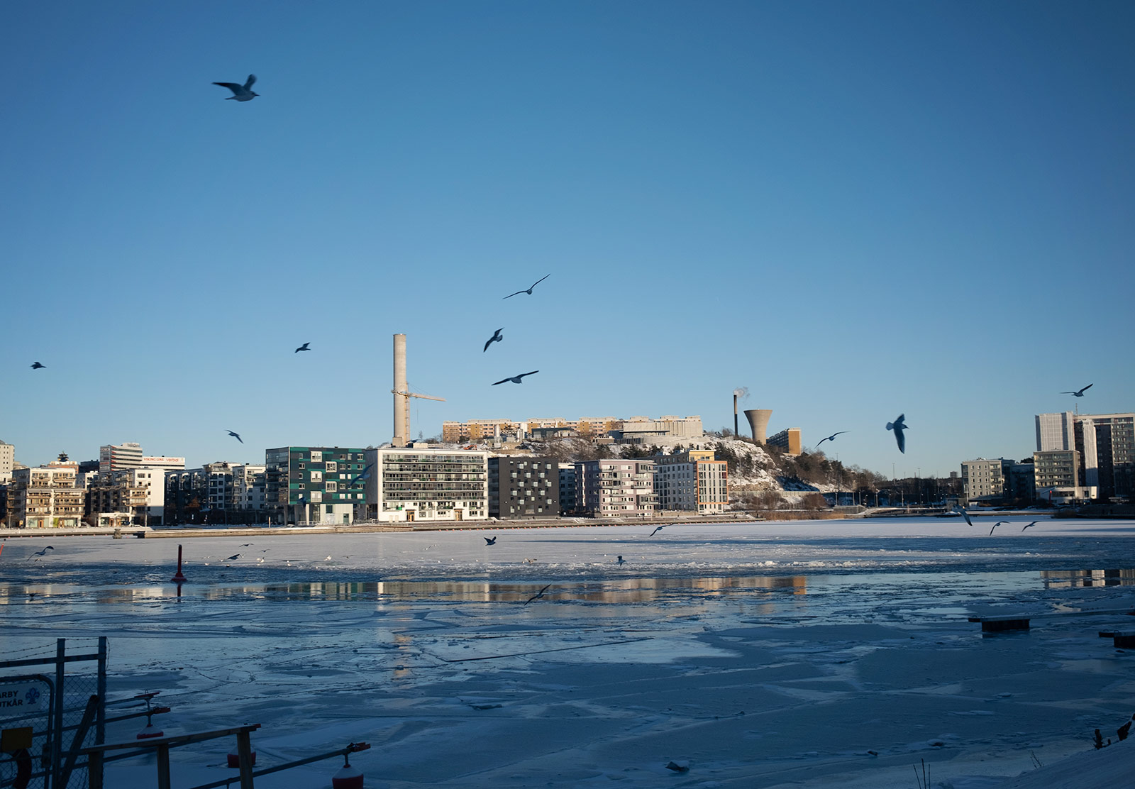 Birds flying over icy water