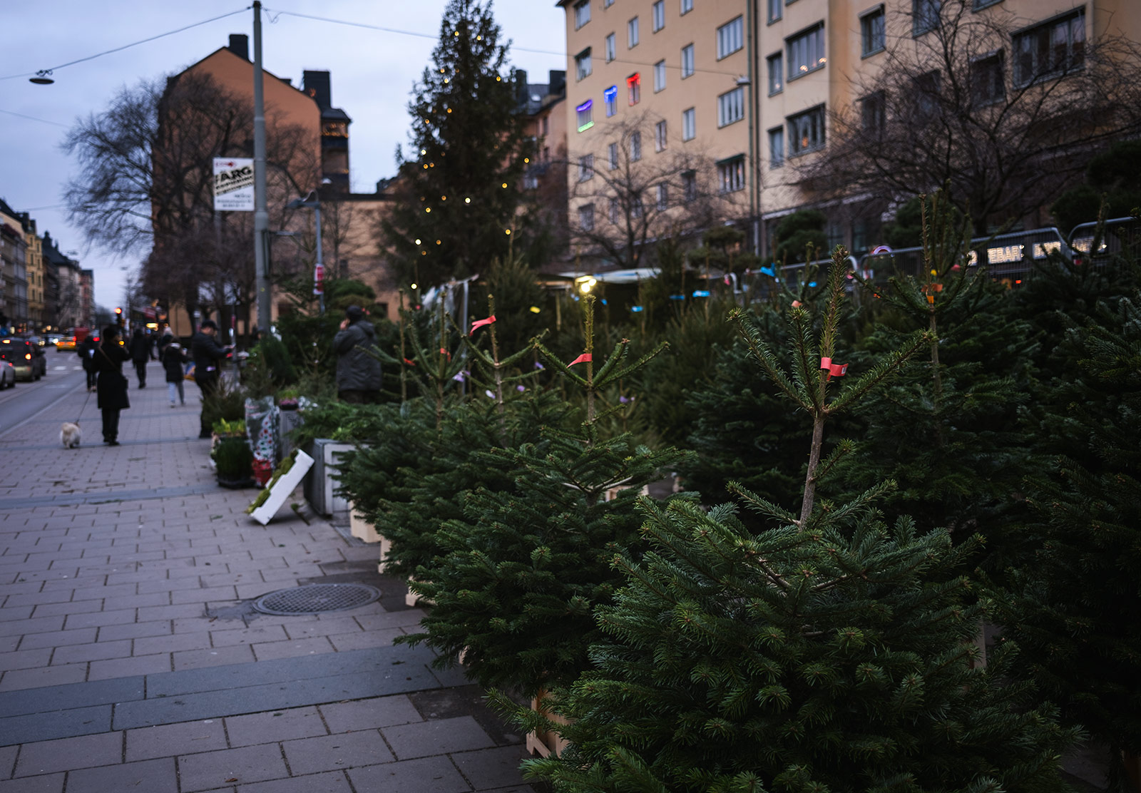 Line of Christmas trees on street