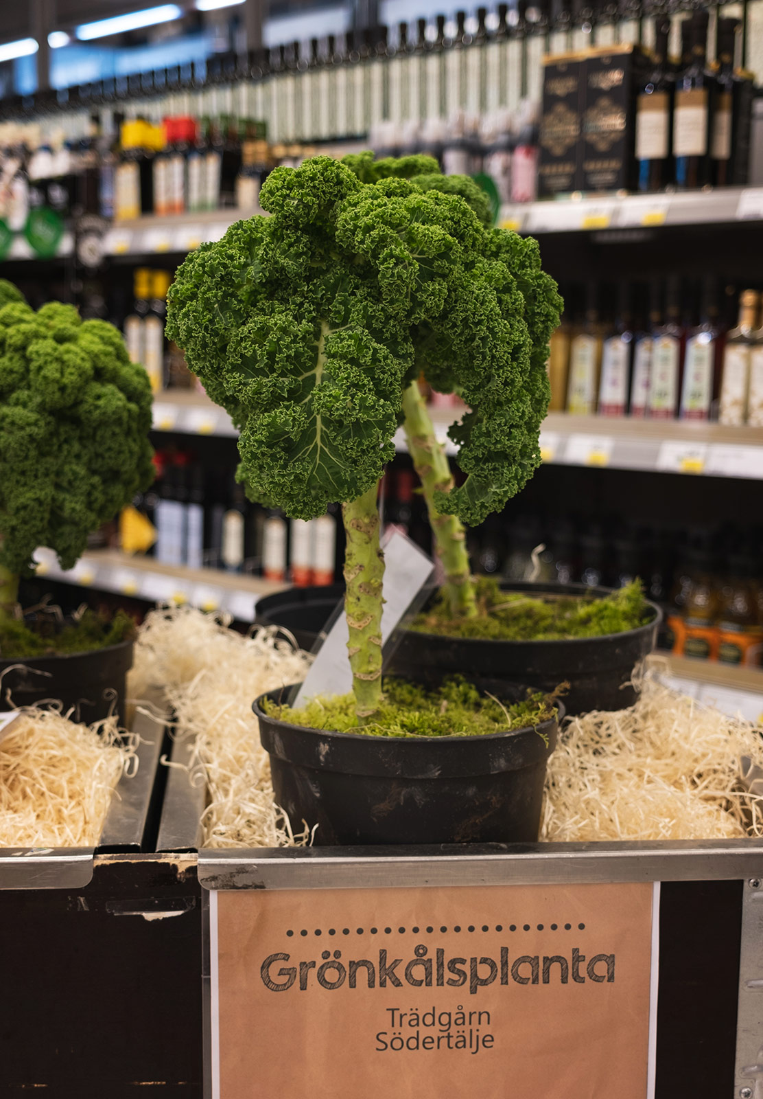 Kale tree in pot