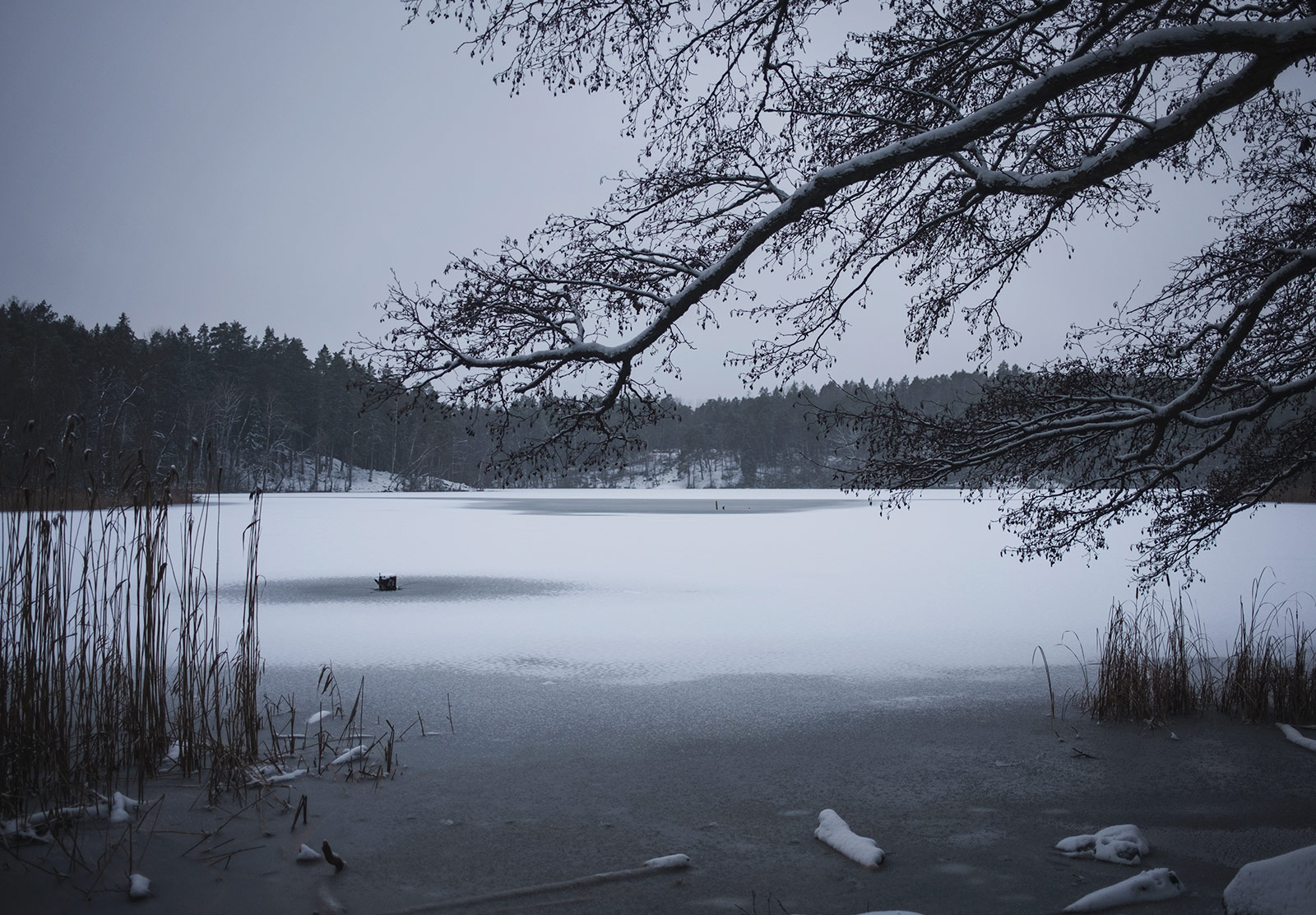 Tree branch framing frozen lake