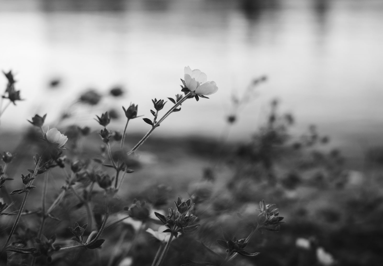 Single flower