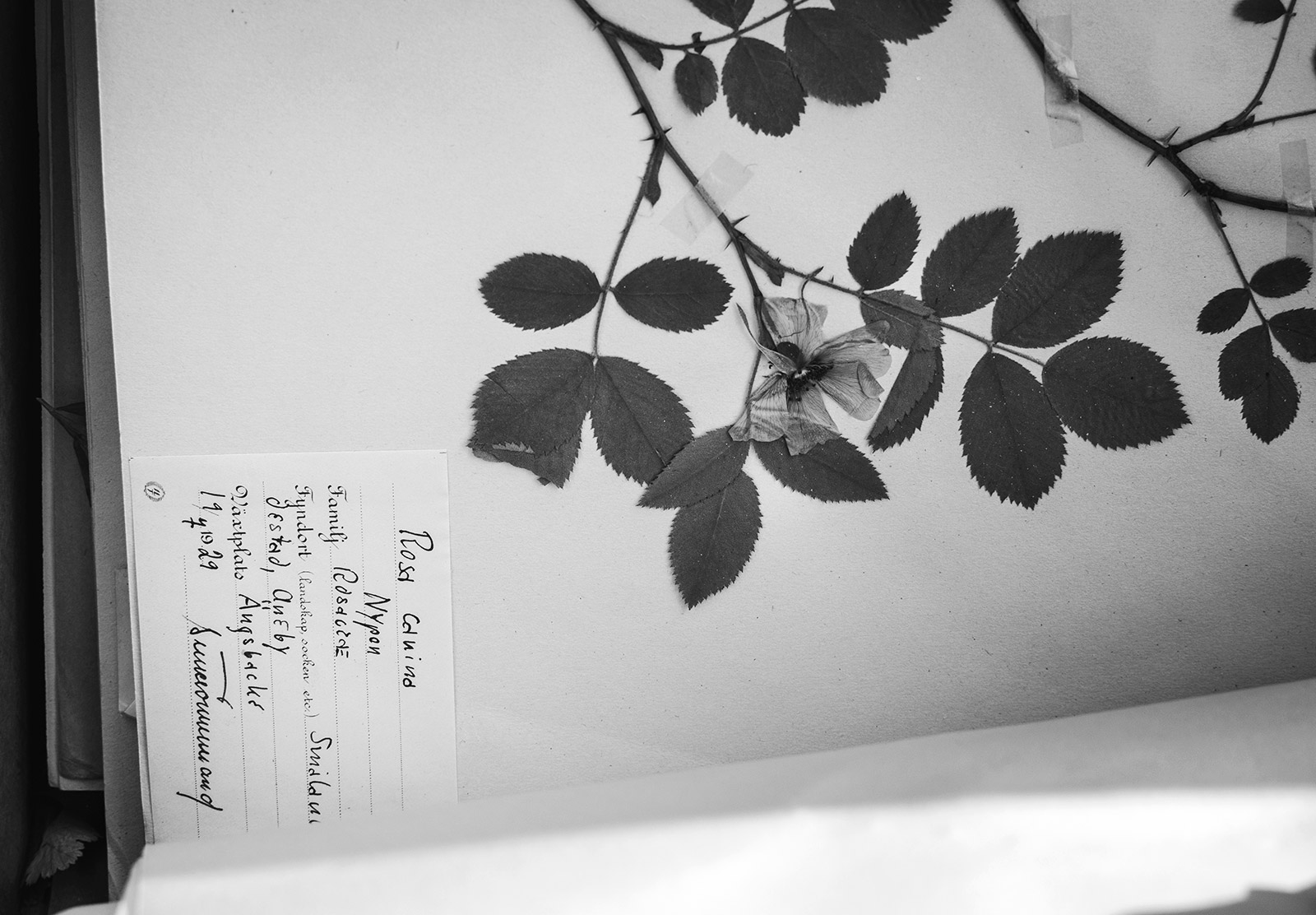 Pressed flowers