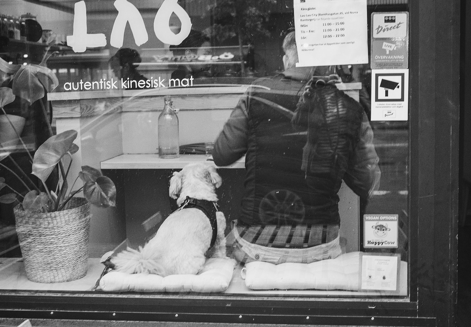 Dog sat next to man in window