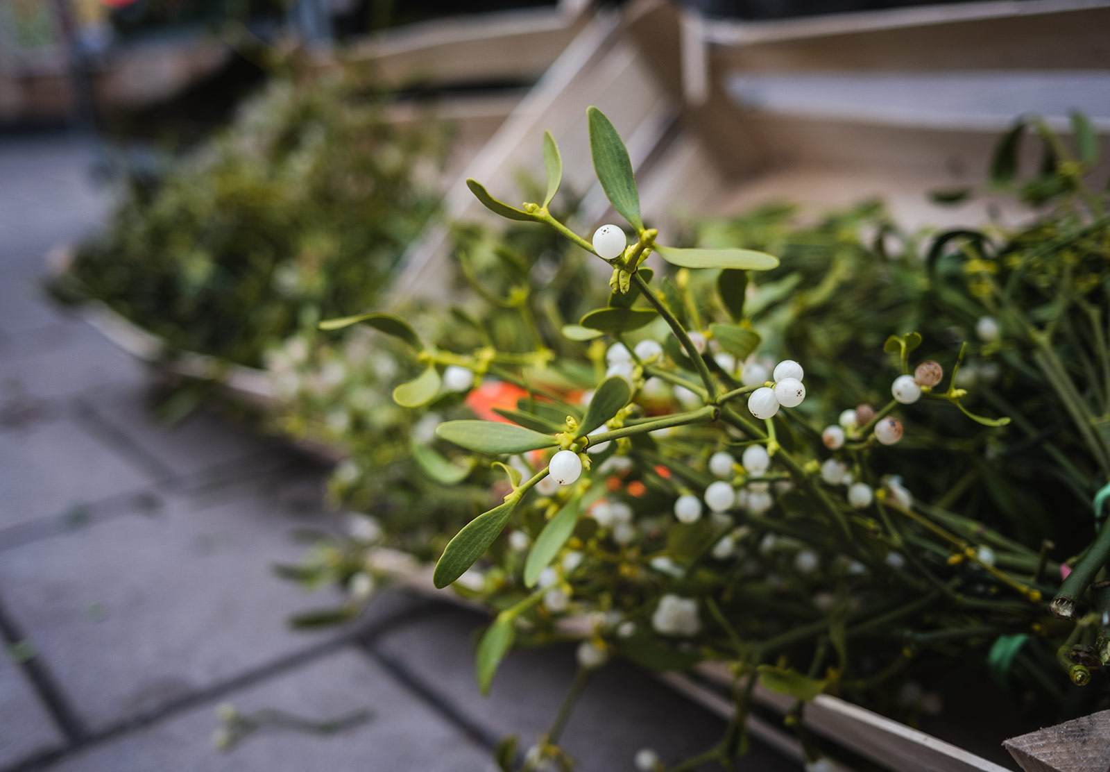 Box of mistletoe