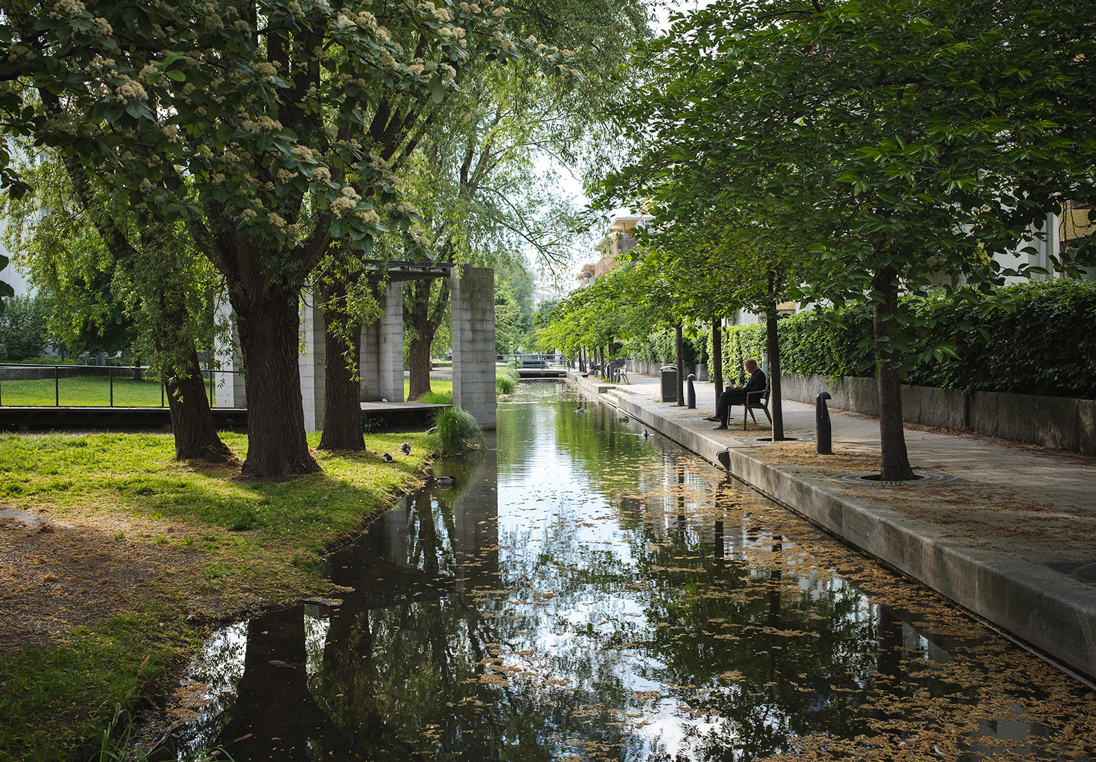 Tree lined water